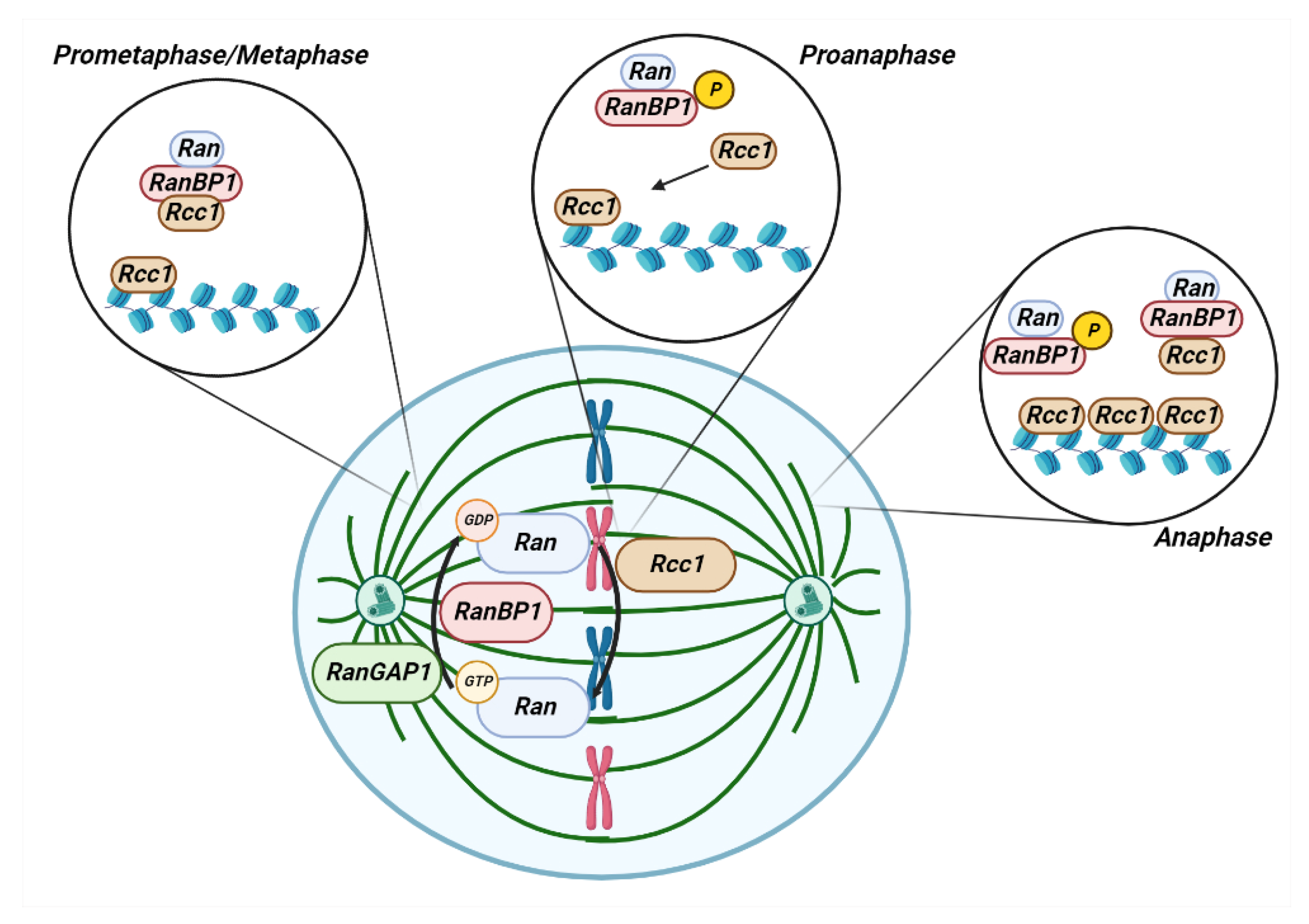 Cancers 15 00486 g004