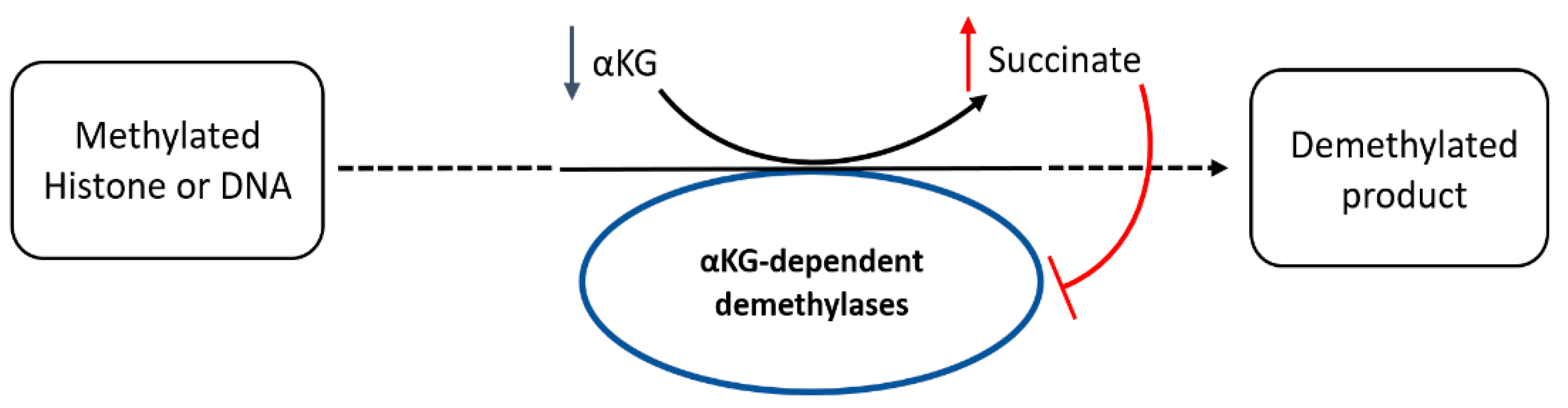 Cancers 15 00531 g016 Cancers 15 00531 g016