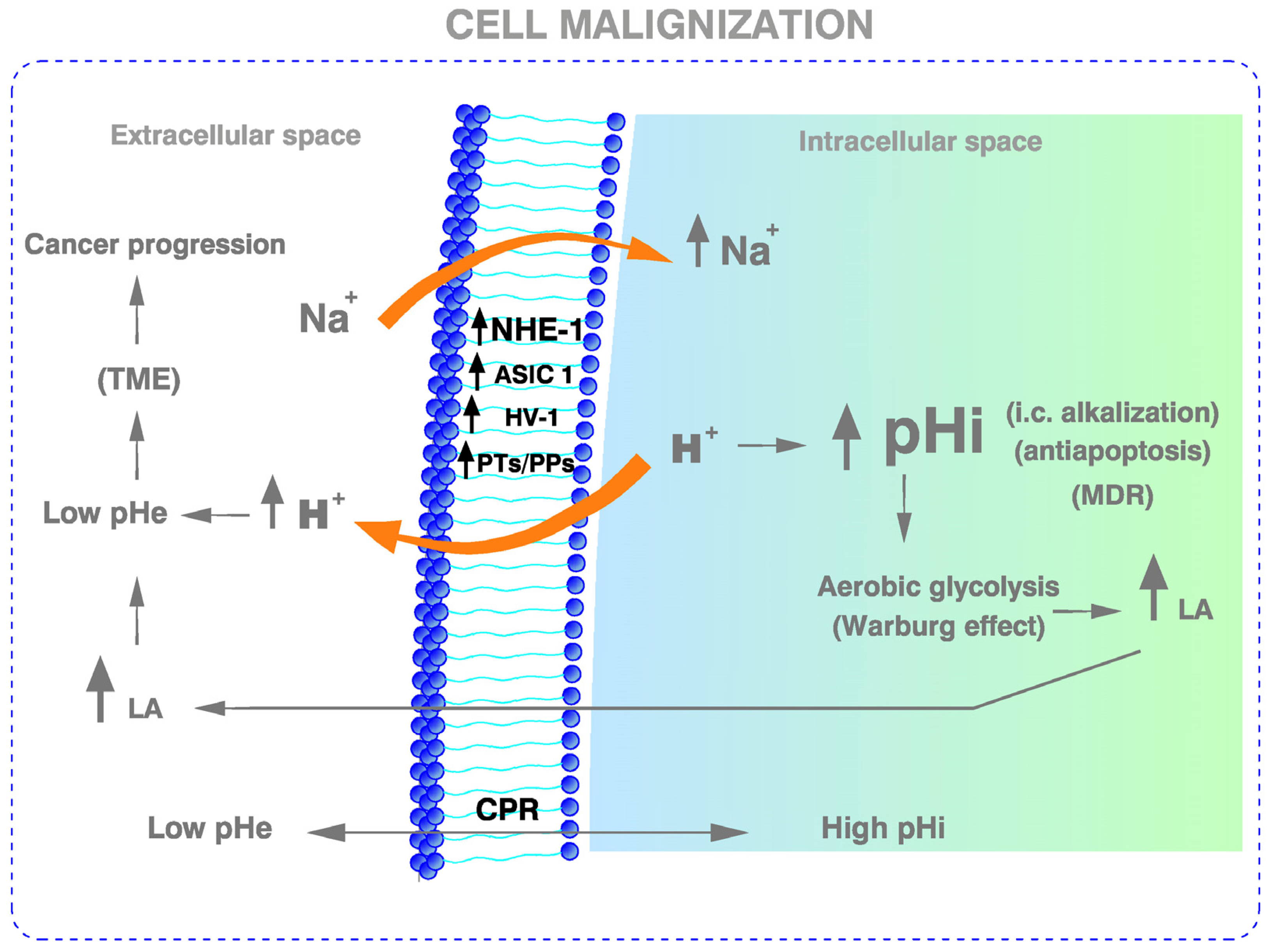 Cancers Free FullText The Prime and Integral Cause of Cancer in