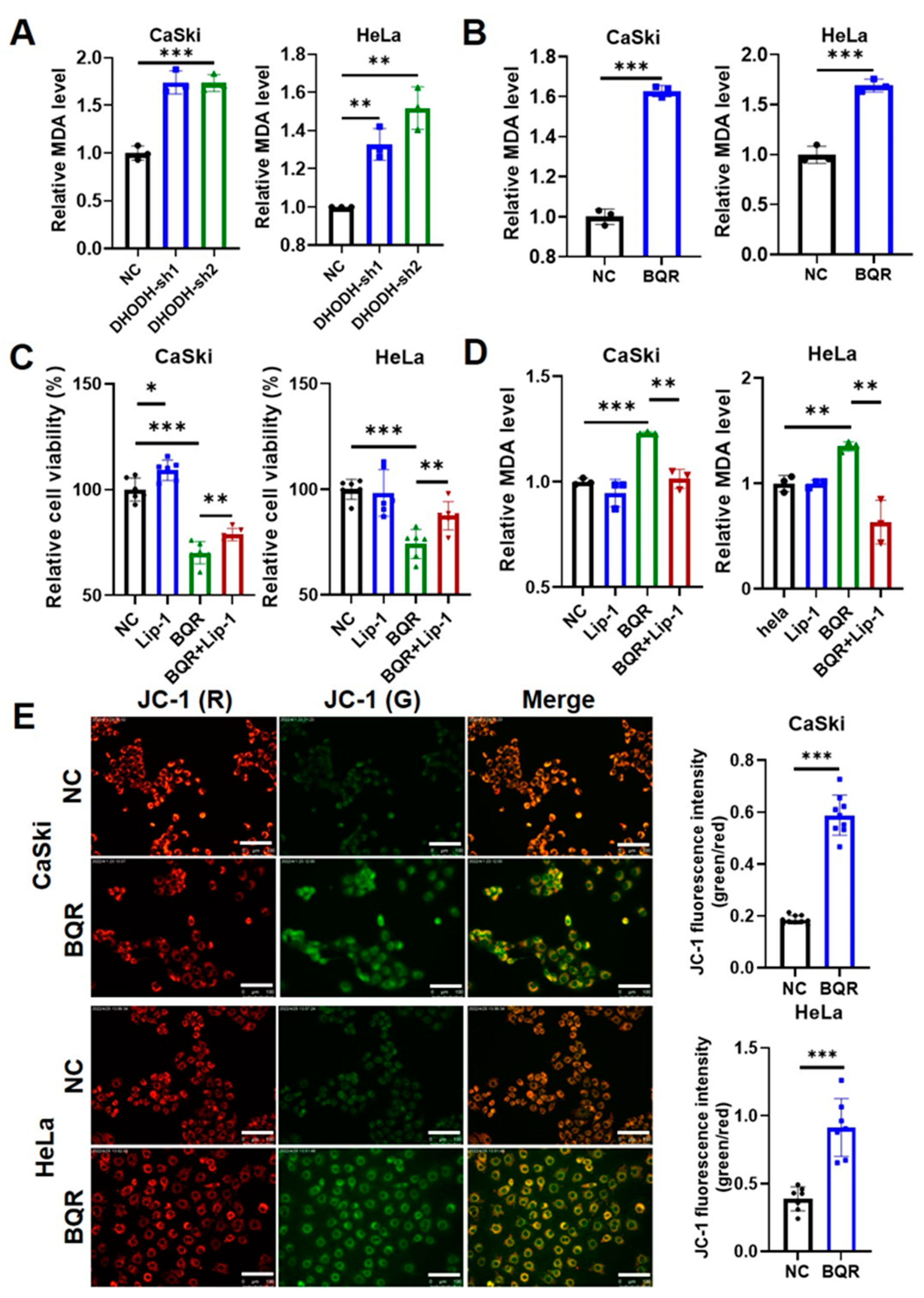 Cancers 15 00546 g002