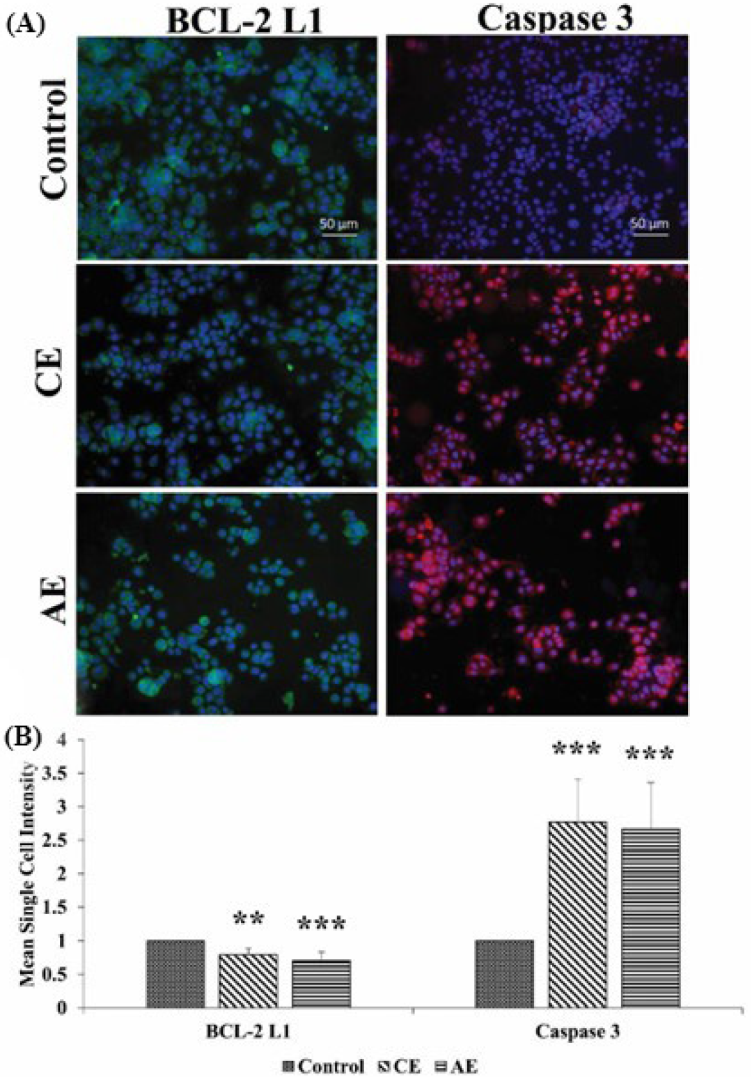 Cancers 15 00557 g008 Cancers 15 00557 g008