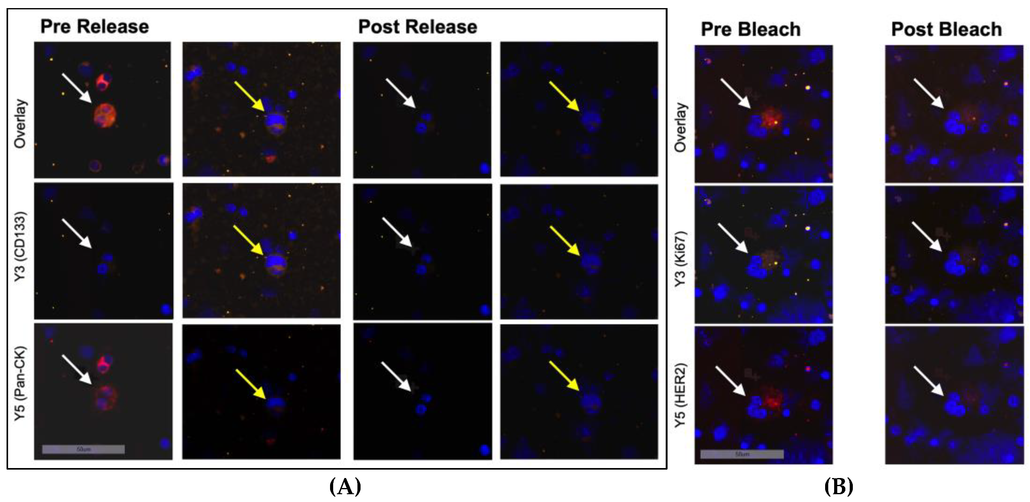 Cancers 15 00568 g002