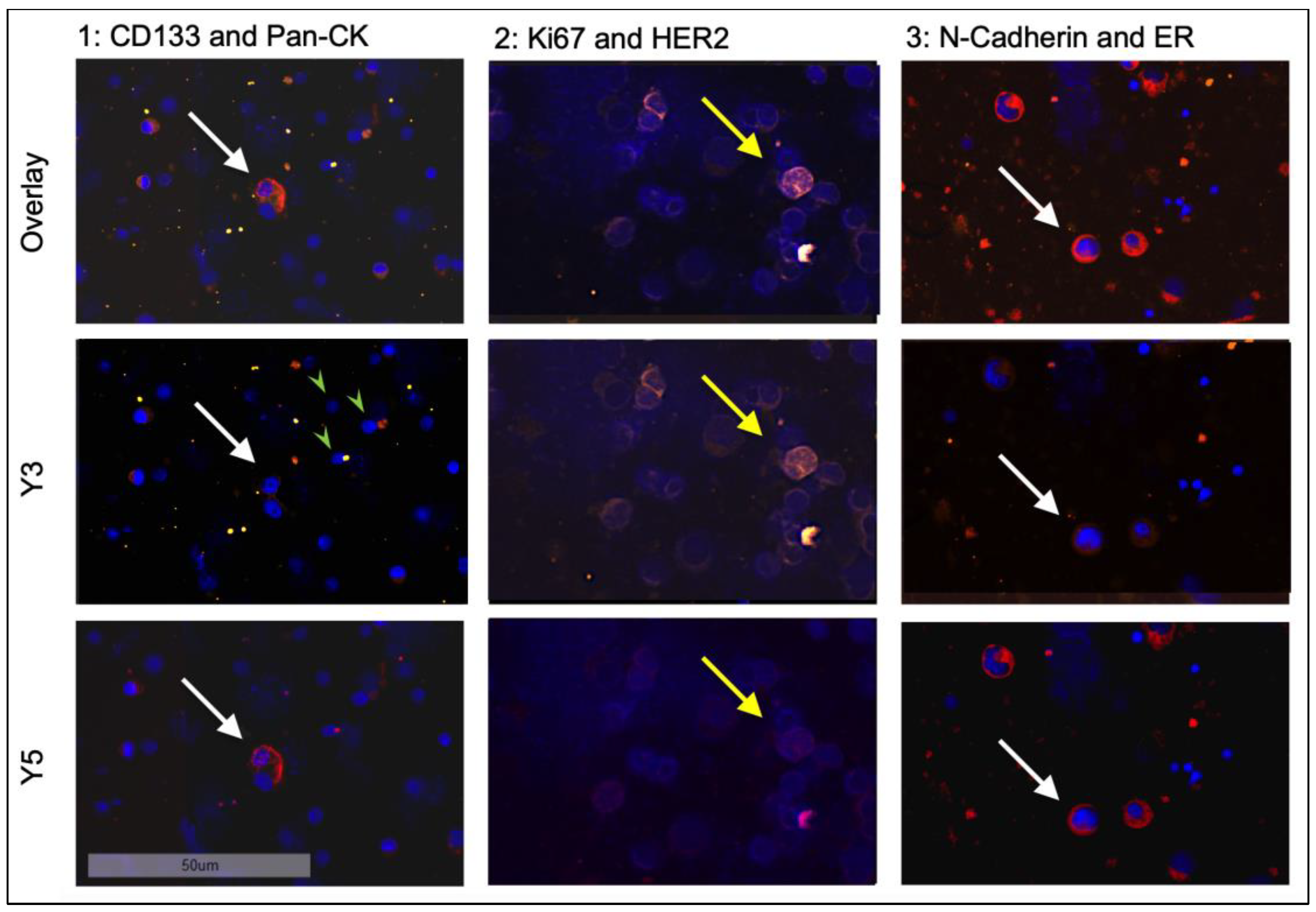 Cancers 15 00568 g003