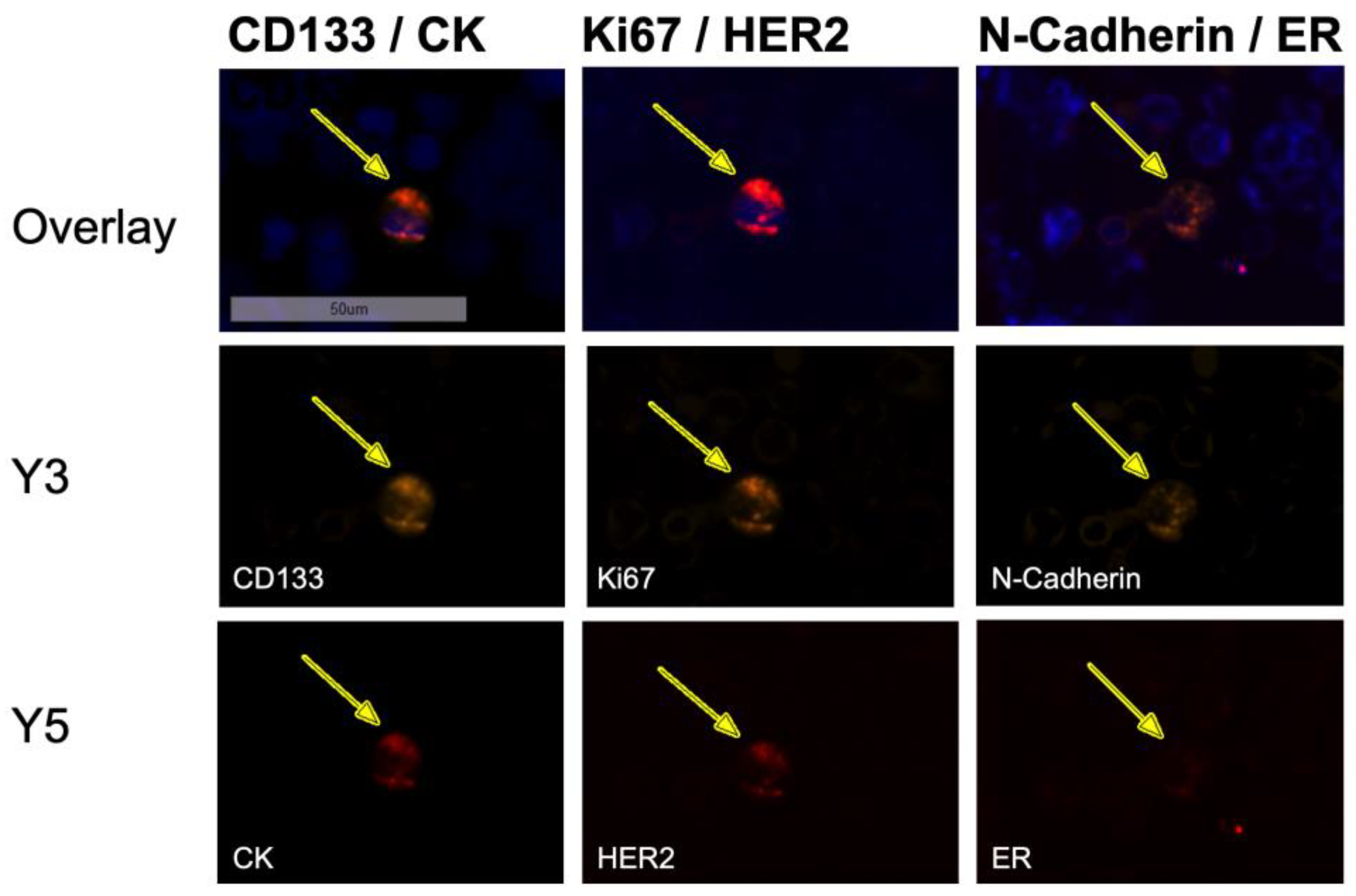 Cancers 15 00568 g005