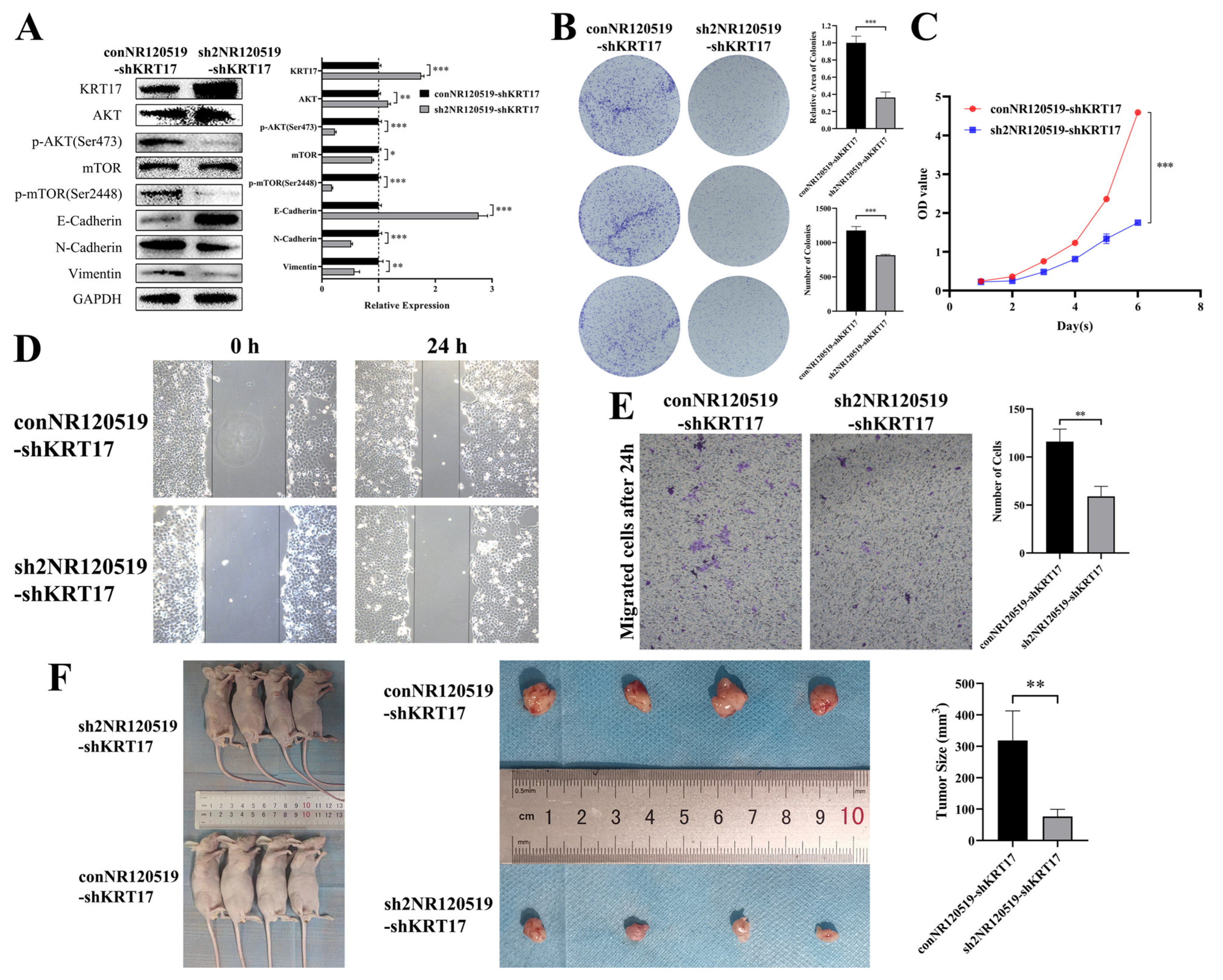 Cancers 15 00603 g008 Cancers 15 00603 g008