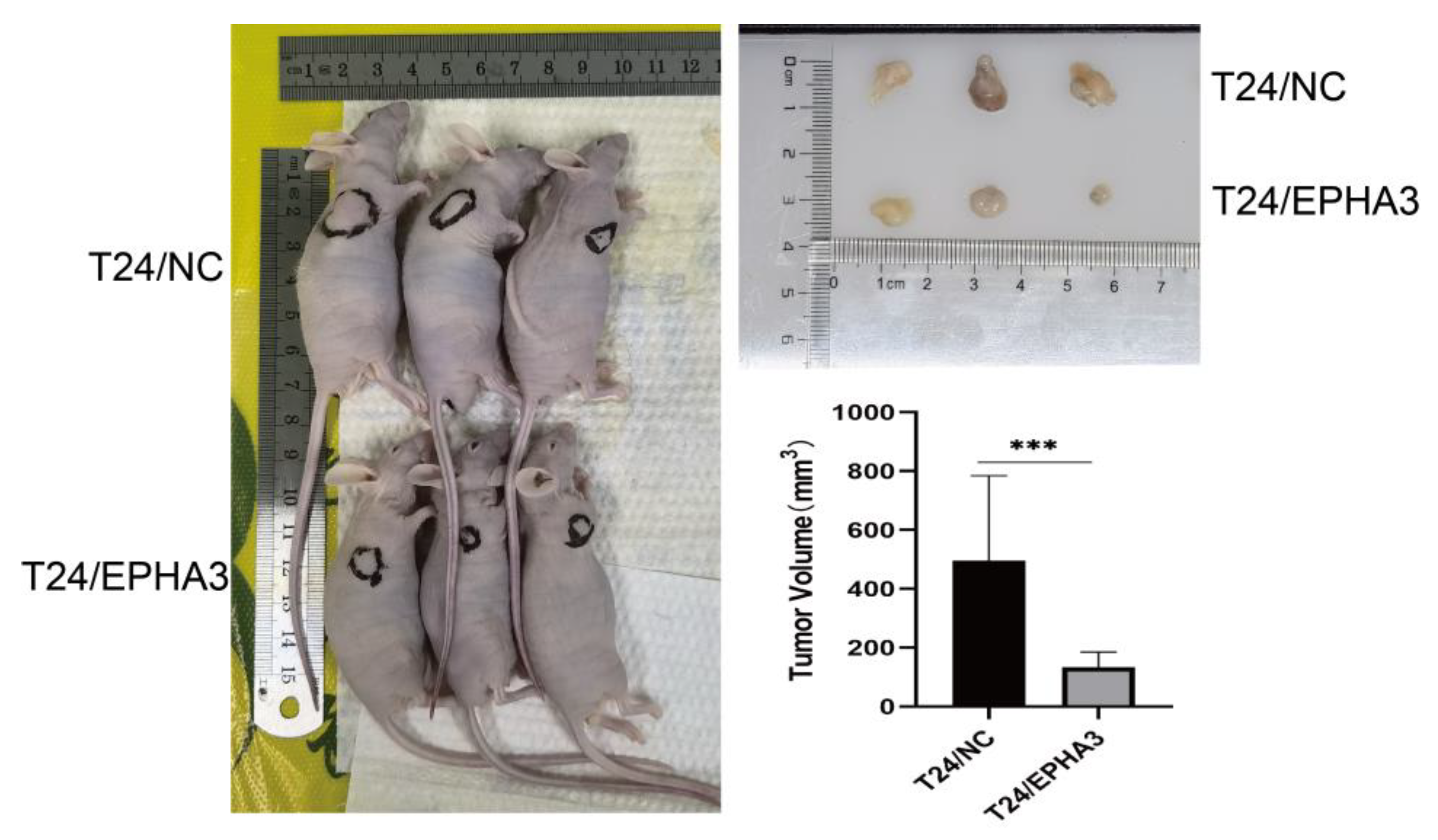 Cancers 15 00621 g011