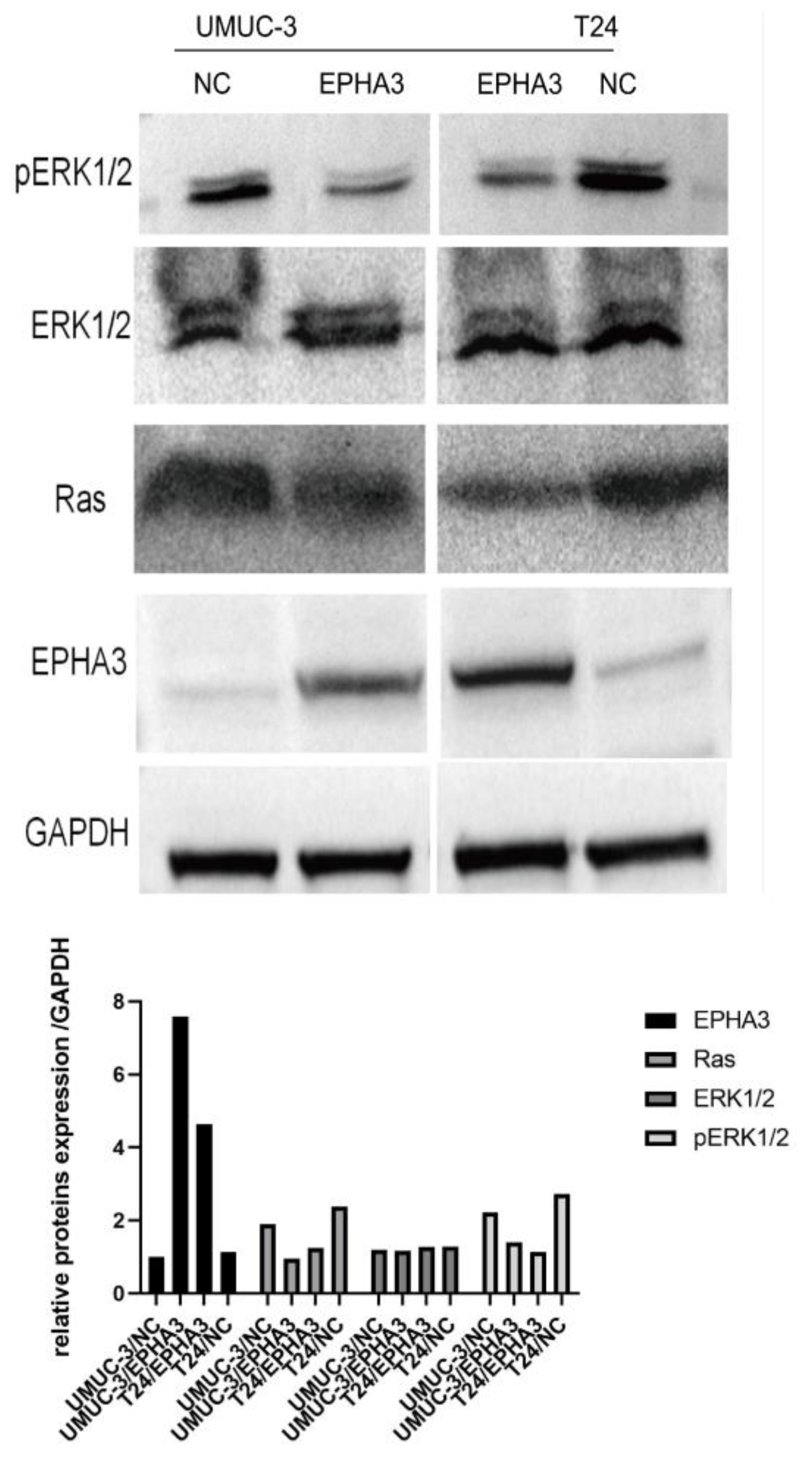 Cancers 15 00621 g012