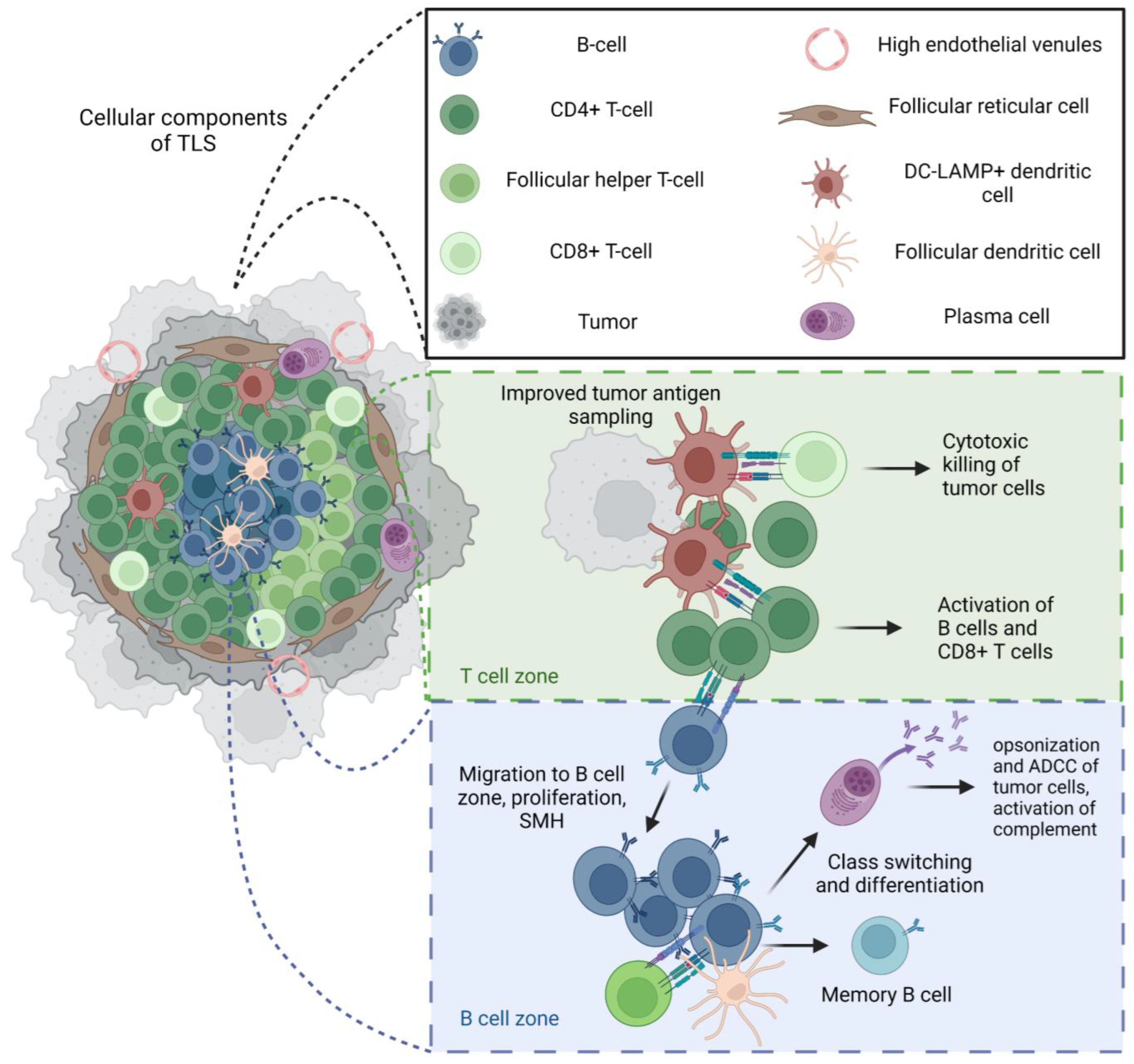 Tertiary lymphoid structures generate and propagate anti-tumor