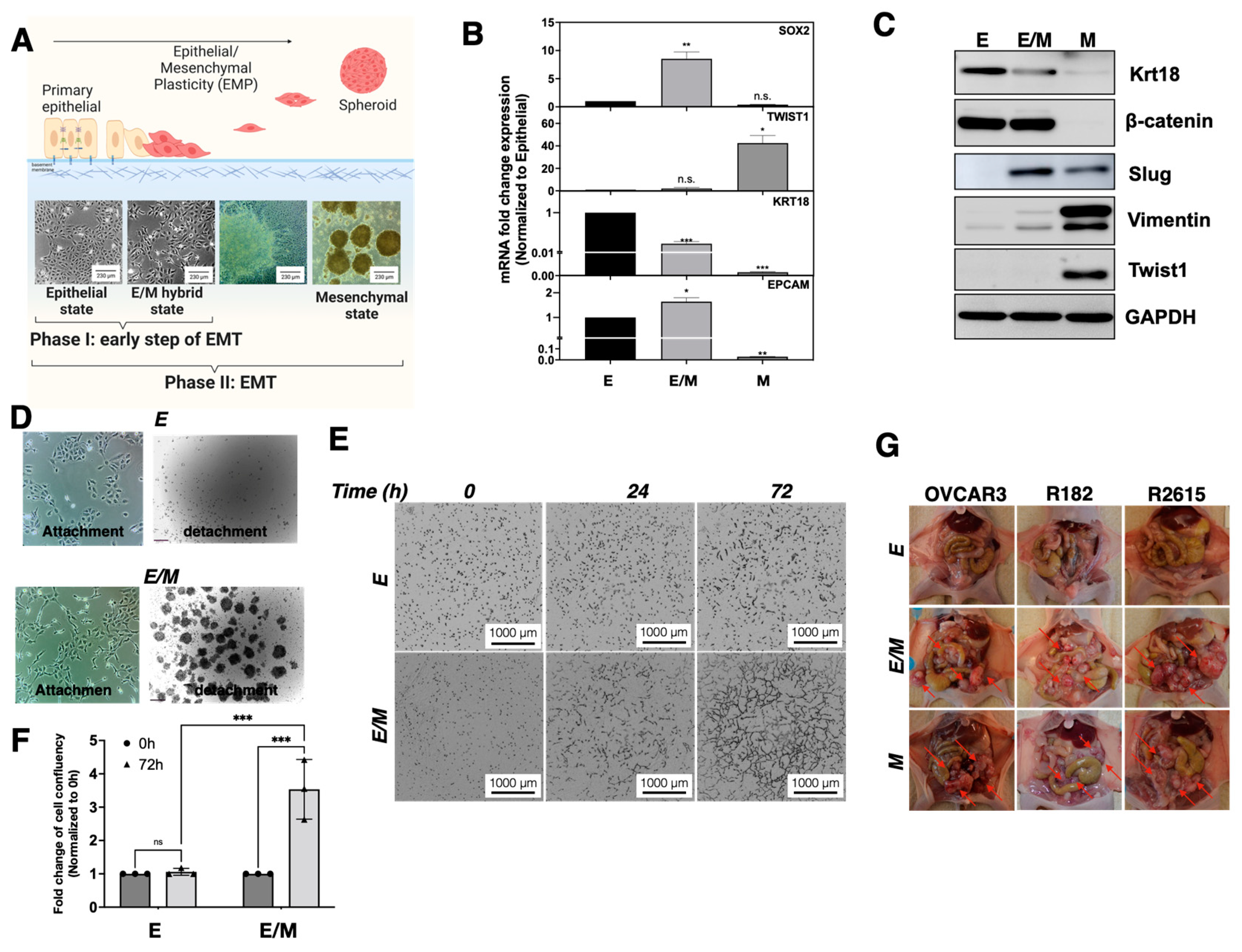 Cancers 15 00684 g002 Cancers 15 00684 g002