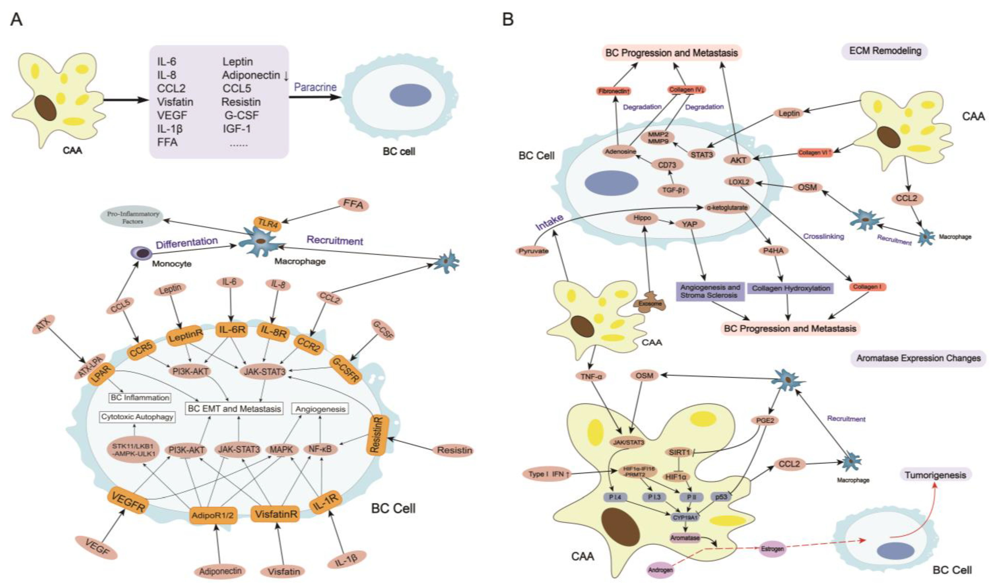 Cancers 15 00726 g002 Cancers 15 00726 g002