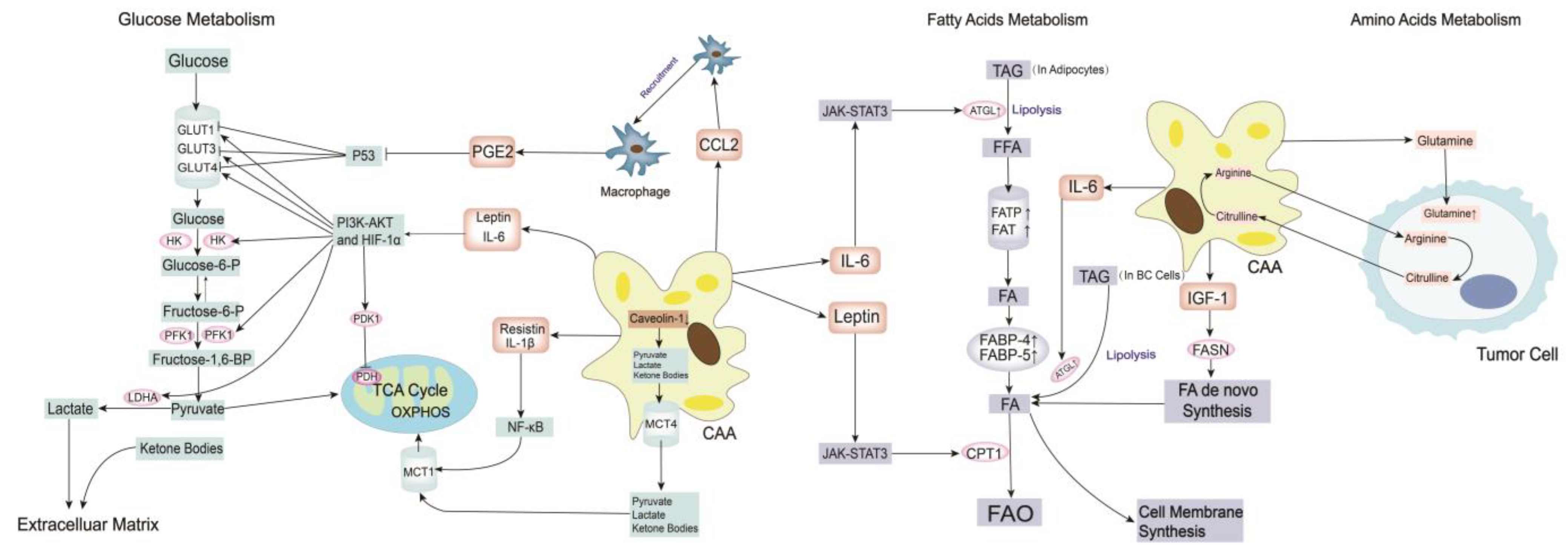 Cancers 15 00726 g003 Cancers 15 00726 g003