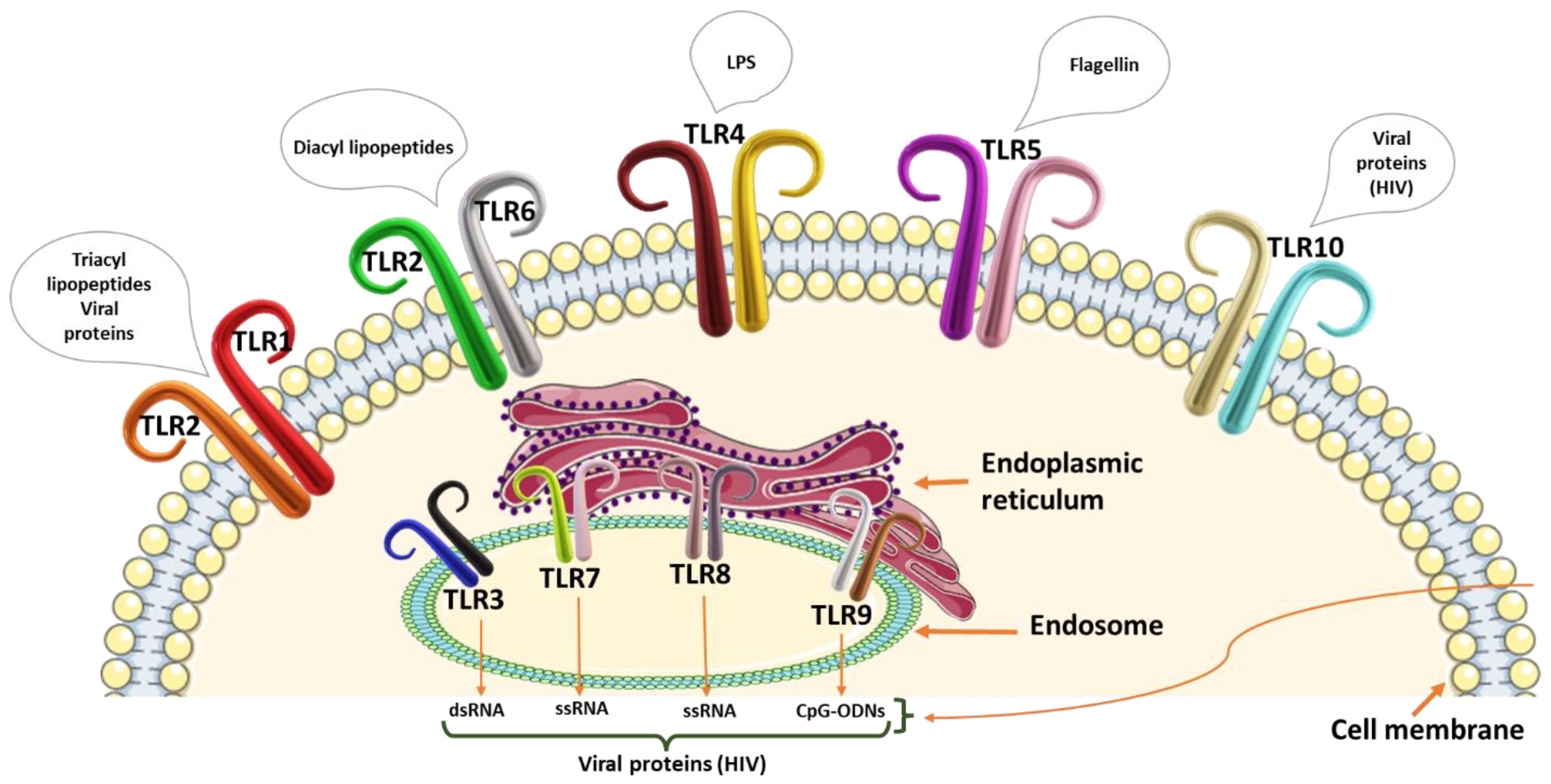 Cancers 15 00748 g001