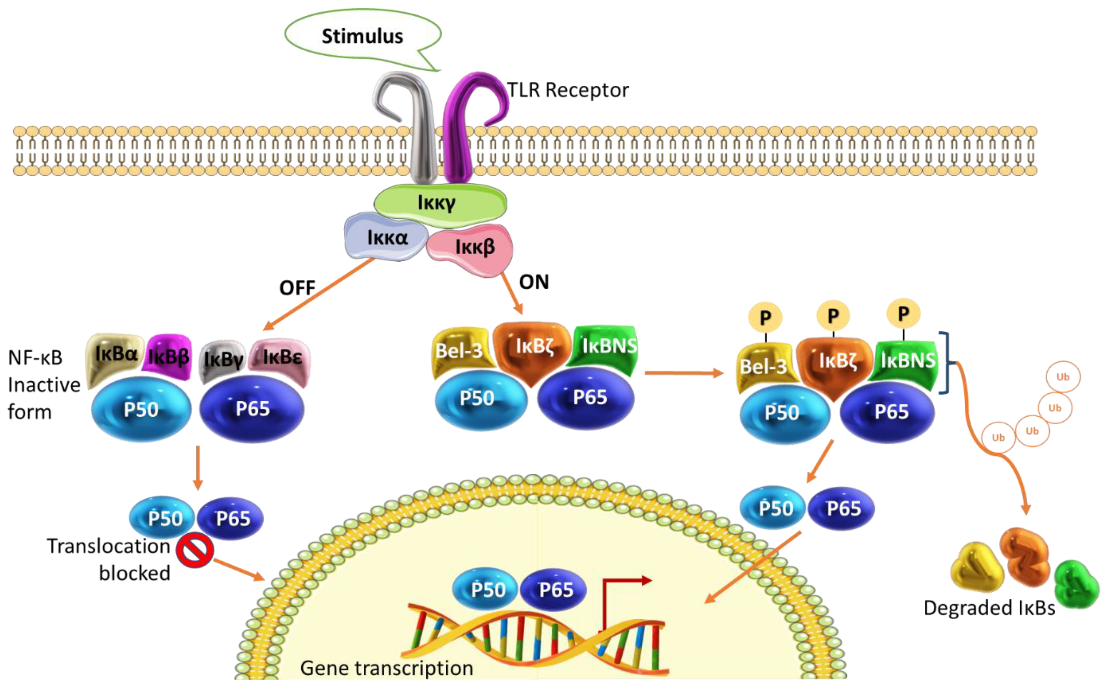 Cancers 15 00748 g002
