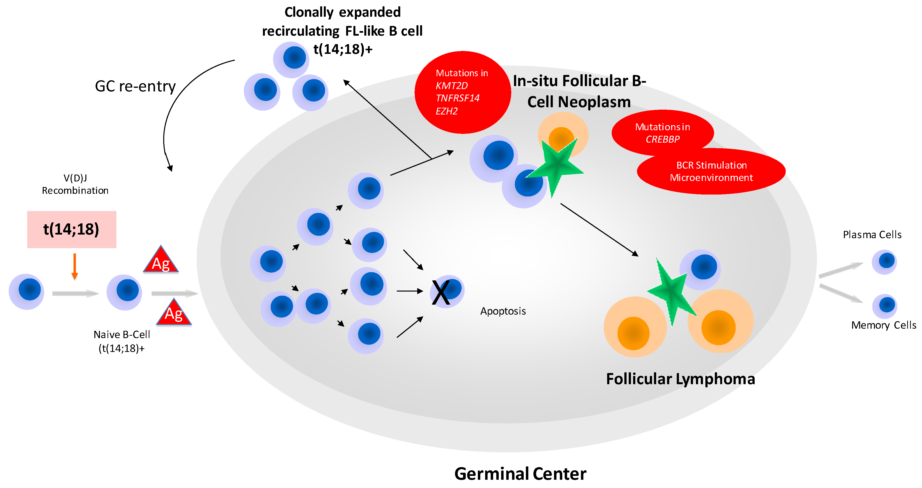Cancers Free FullText Follicular Lymphoma in the 5th Edition of