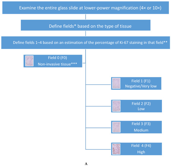 Cancers Free FullText The Evolution of Ki67 and Breast Carcinoma Past Observations