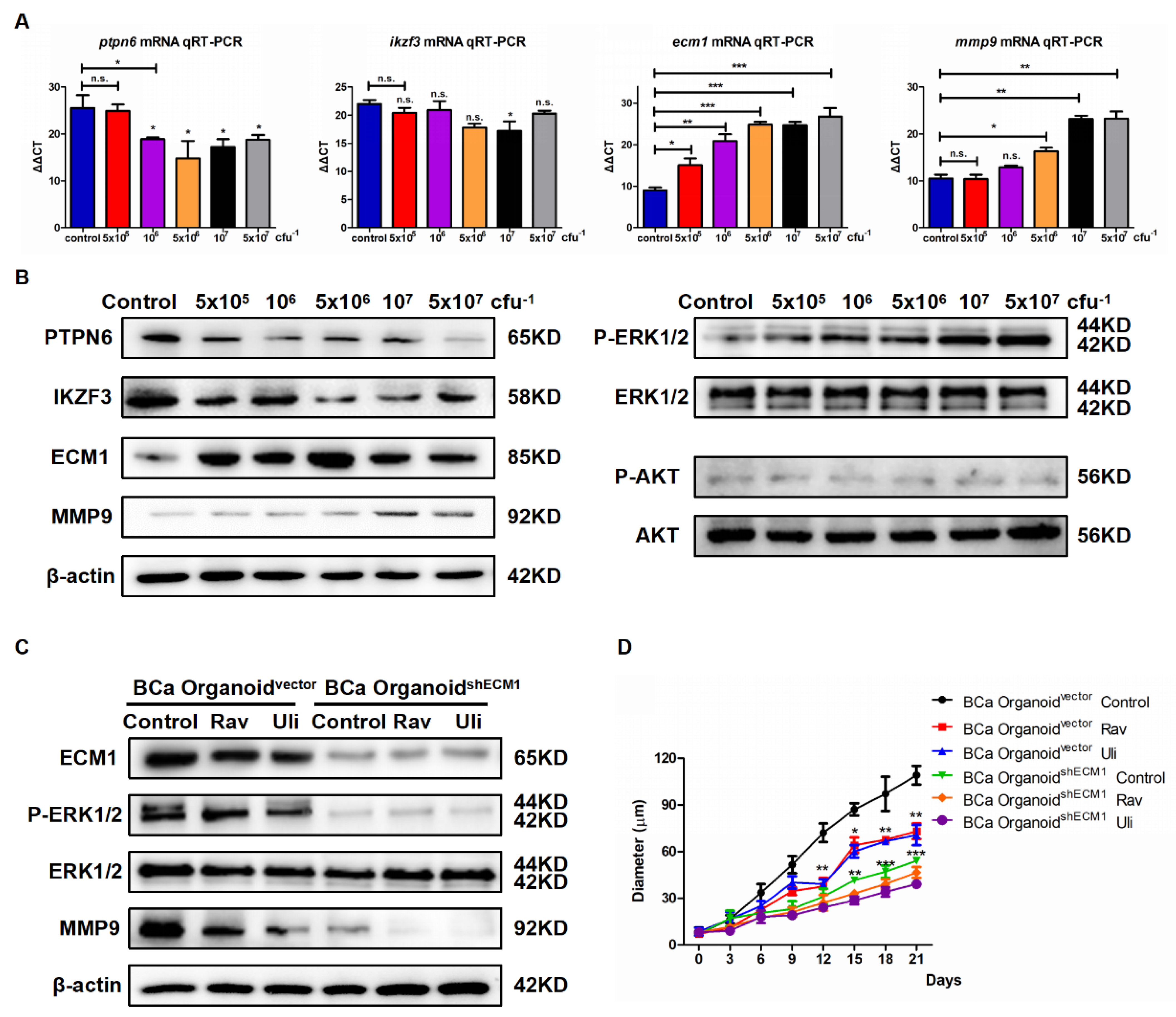 Cancers 15 00809 g003