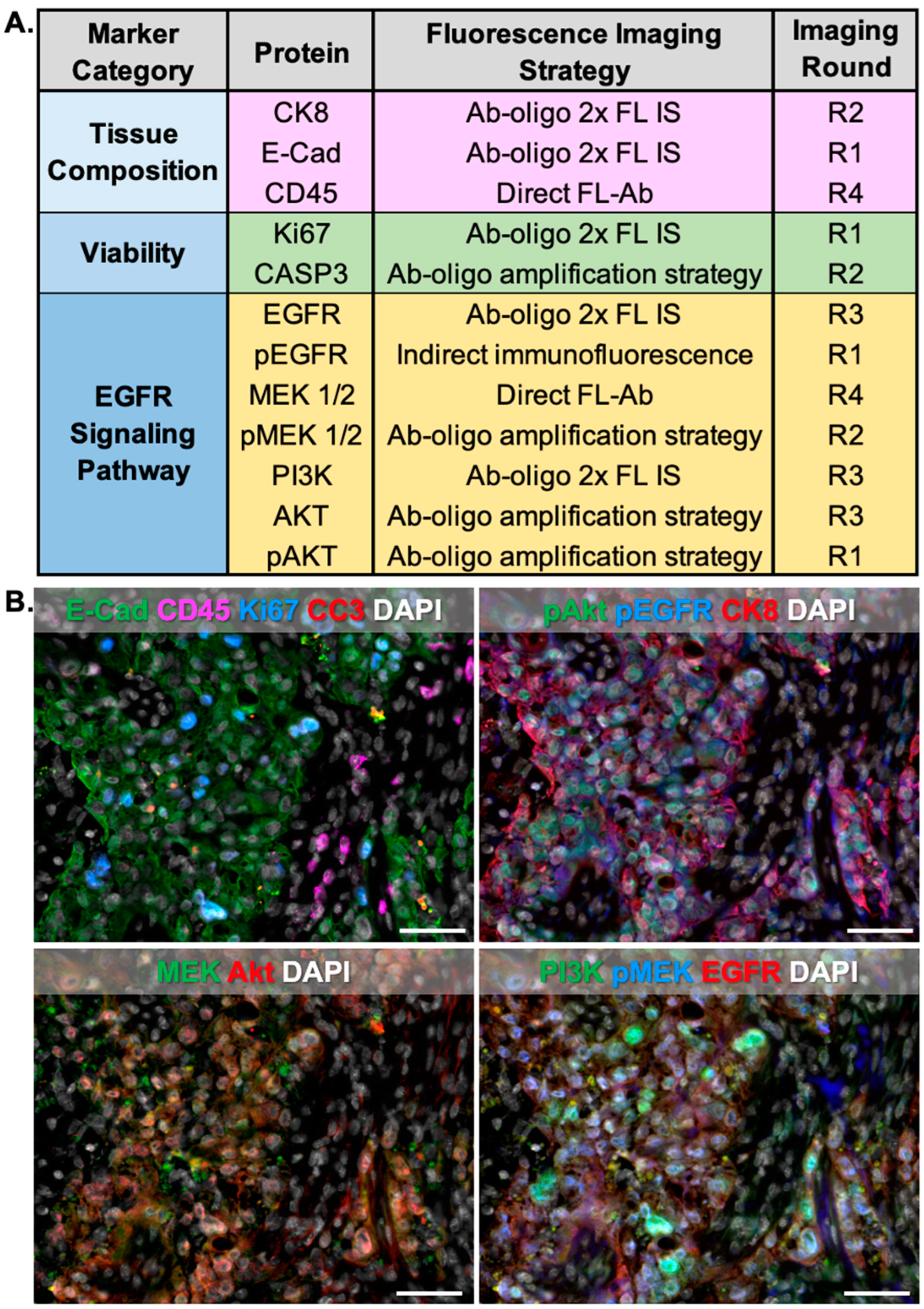 Cancers 15 00827 g008
