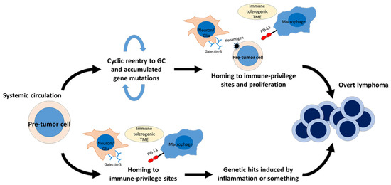 The Immunology of DLBCL