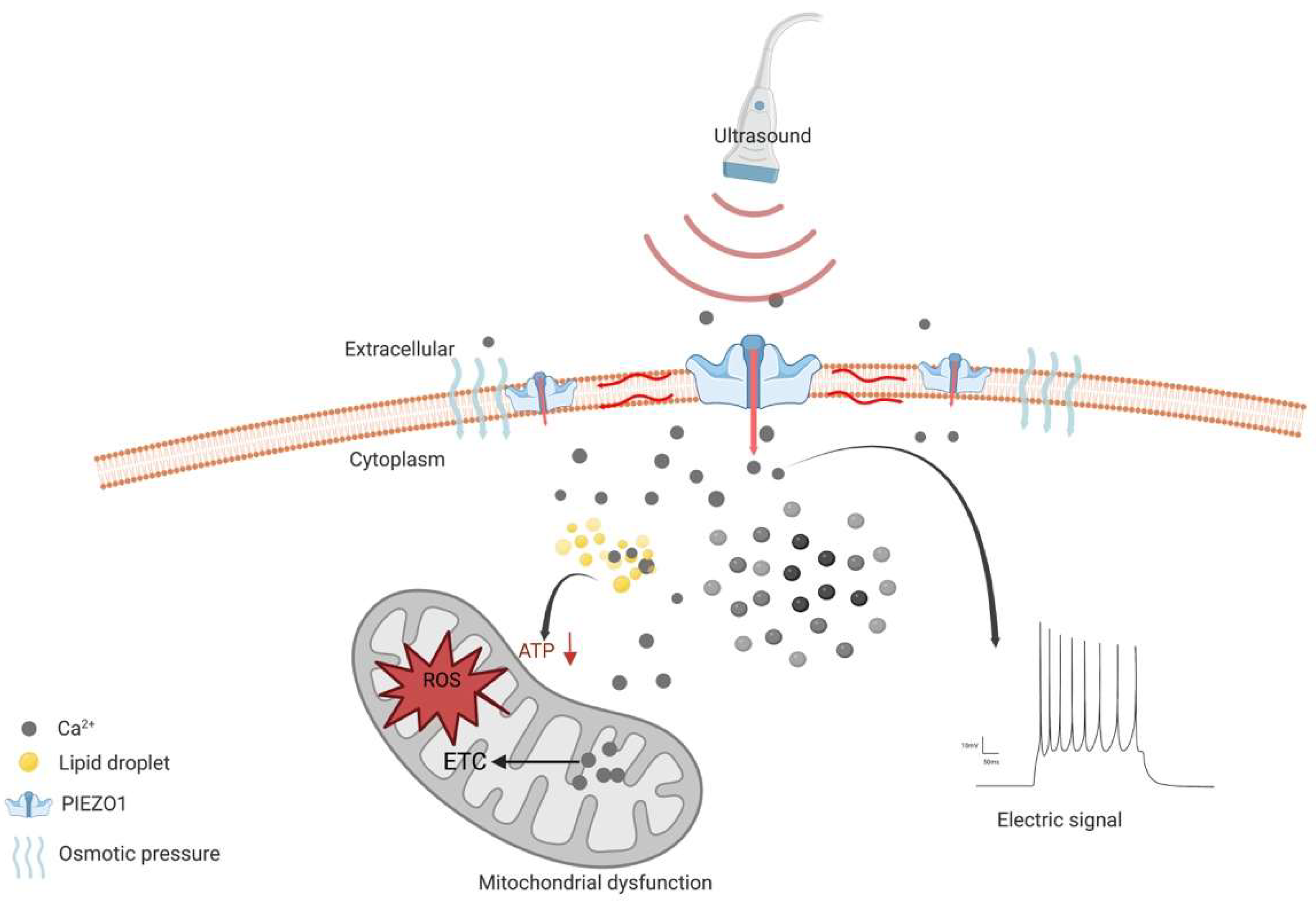Cancers 15 00883 g002