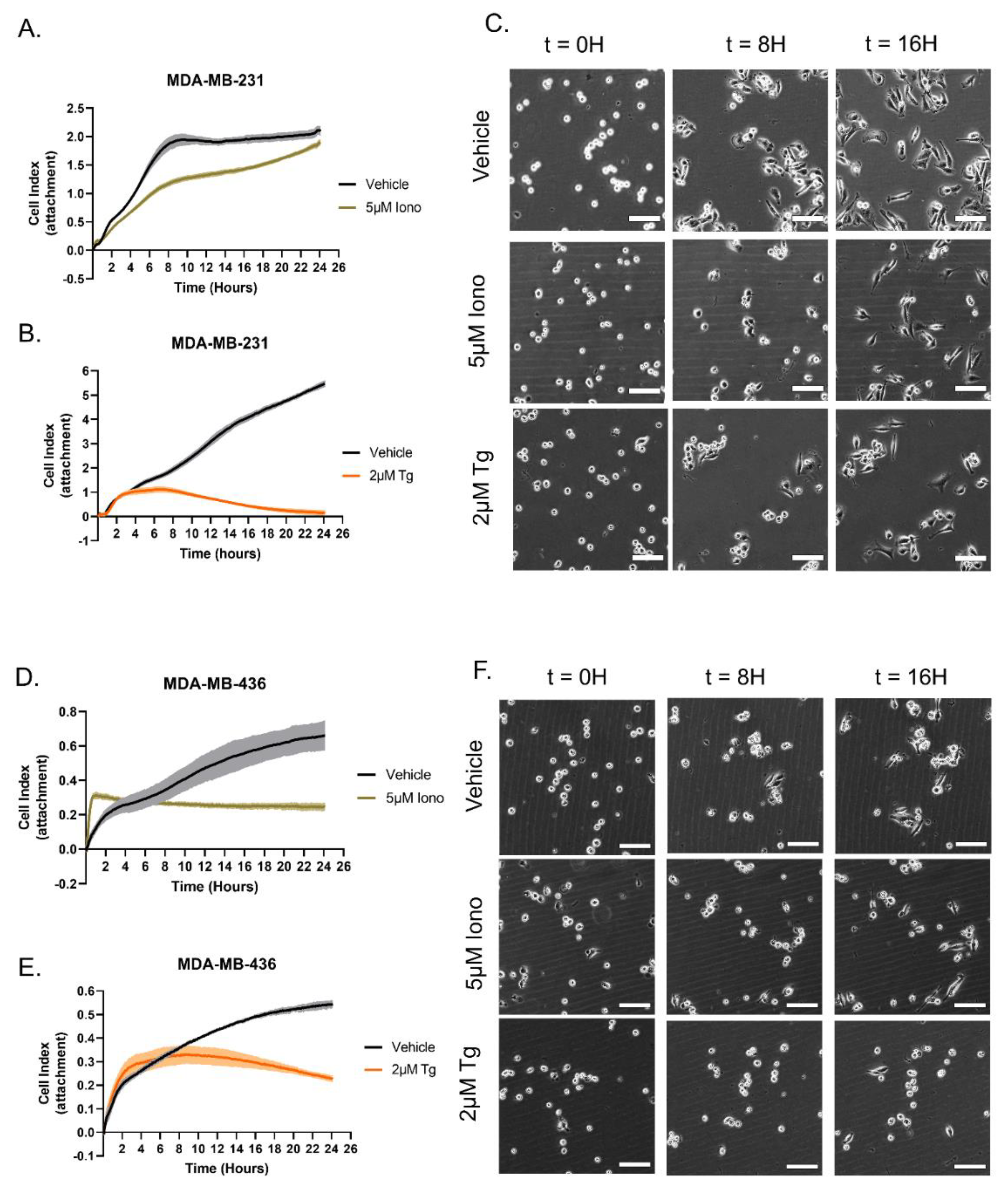 Cancers 15 00884 g004 Cancers 15 00884 g004