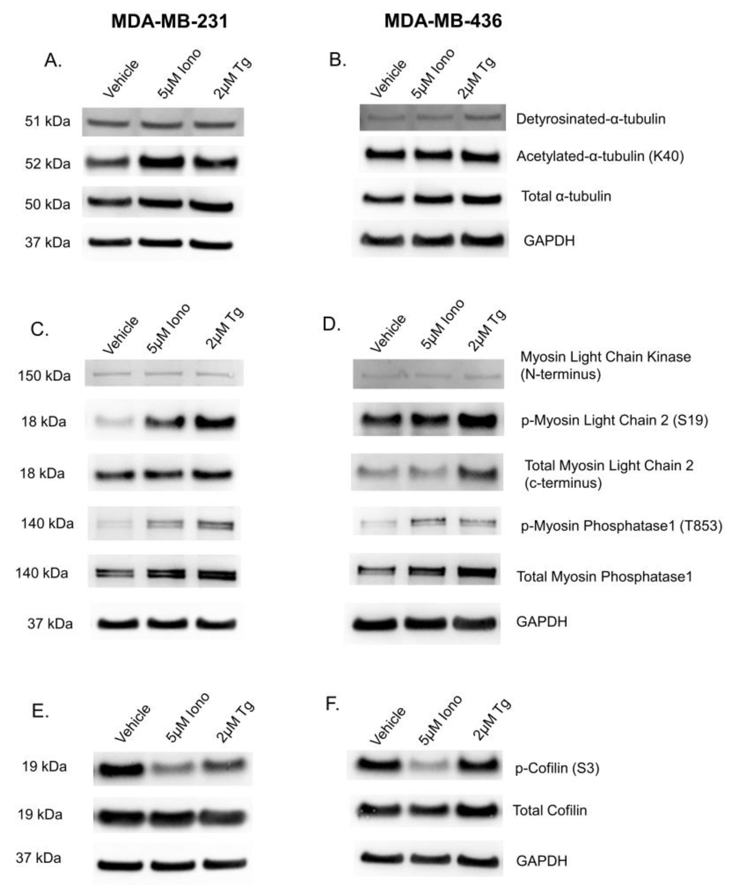 Cancers 15 00884 g006 Cancers 15 00884 g006