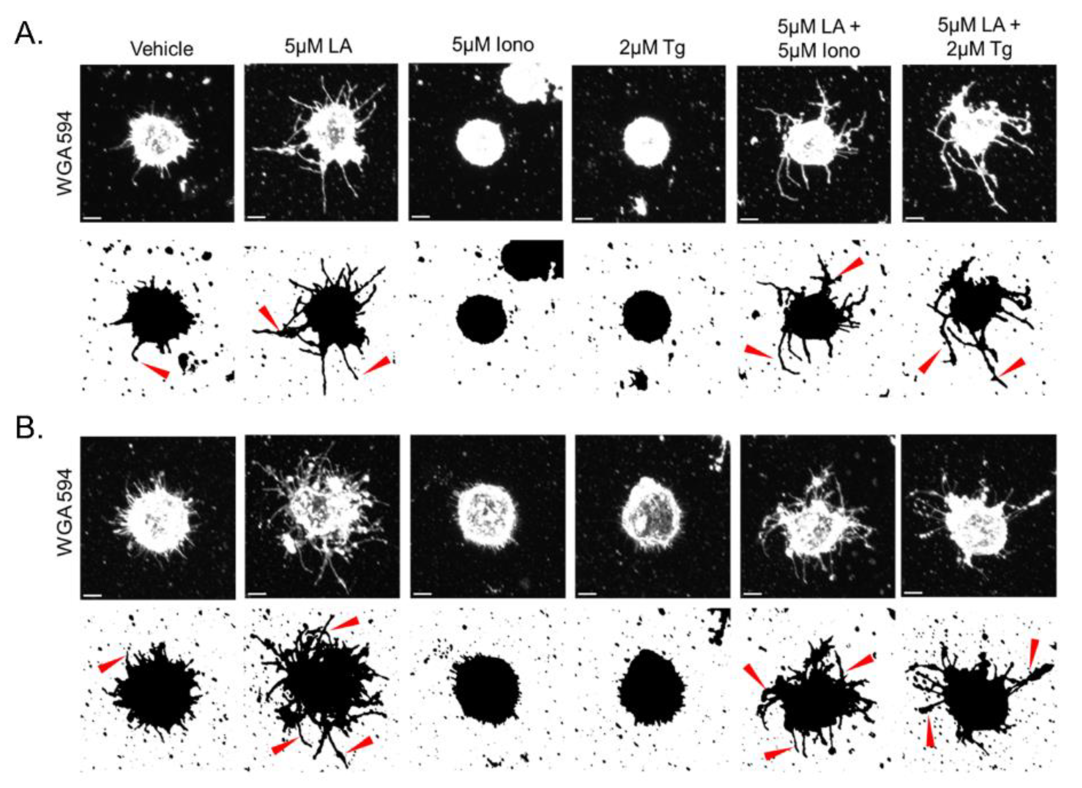 Cancers 15 00884 g007a Cancers 15 00884 g007a