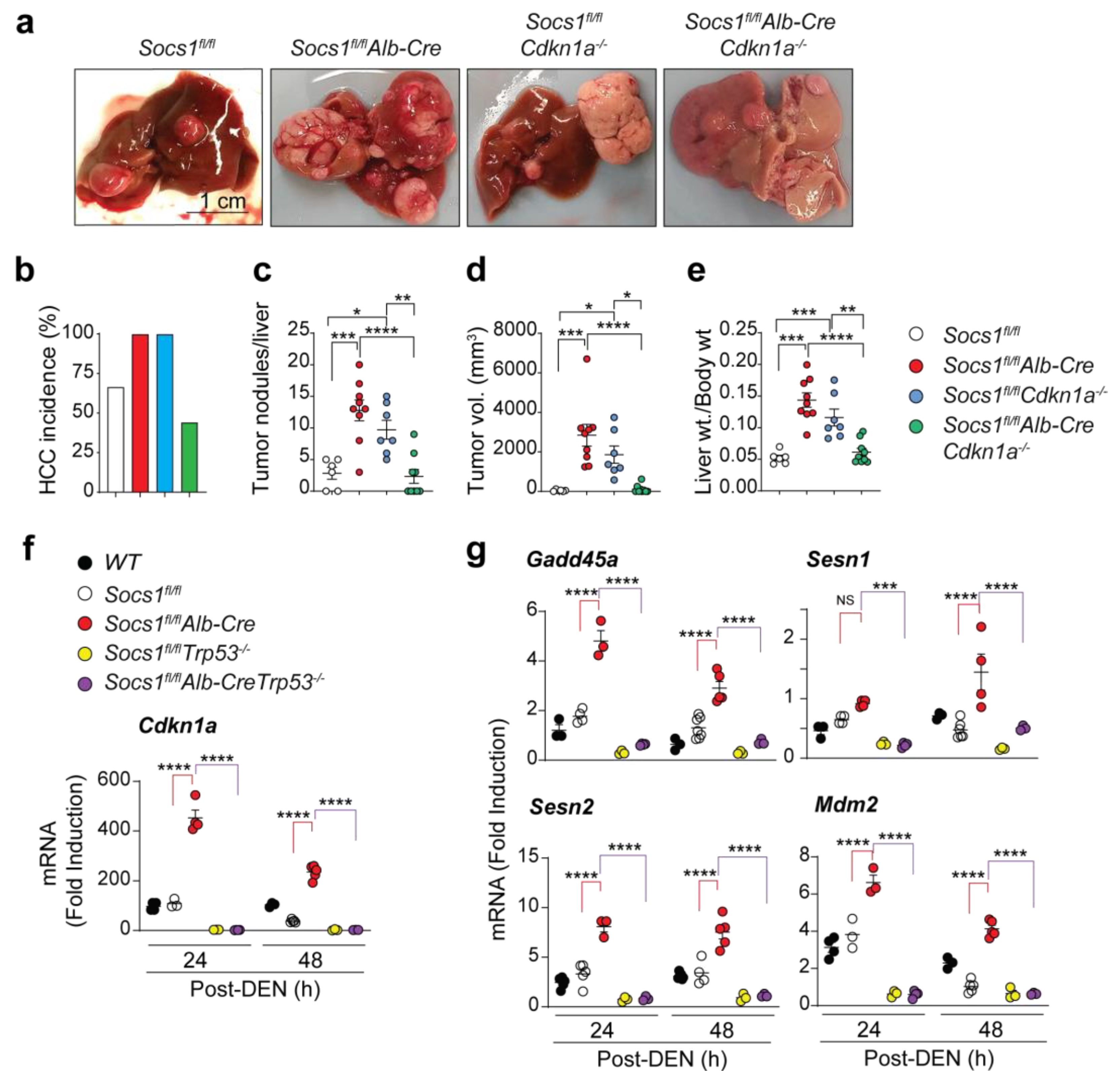 Cancers 15 00905 g001