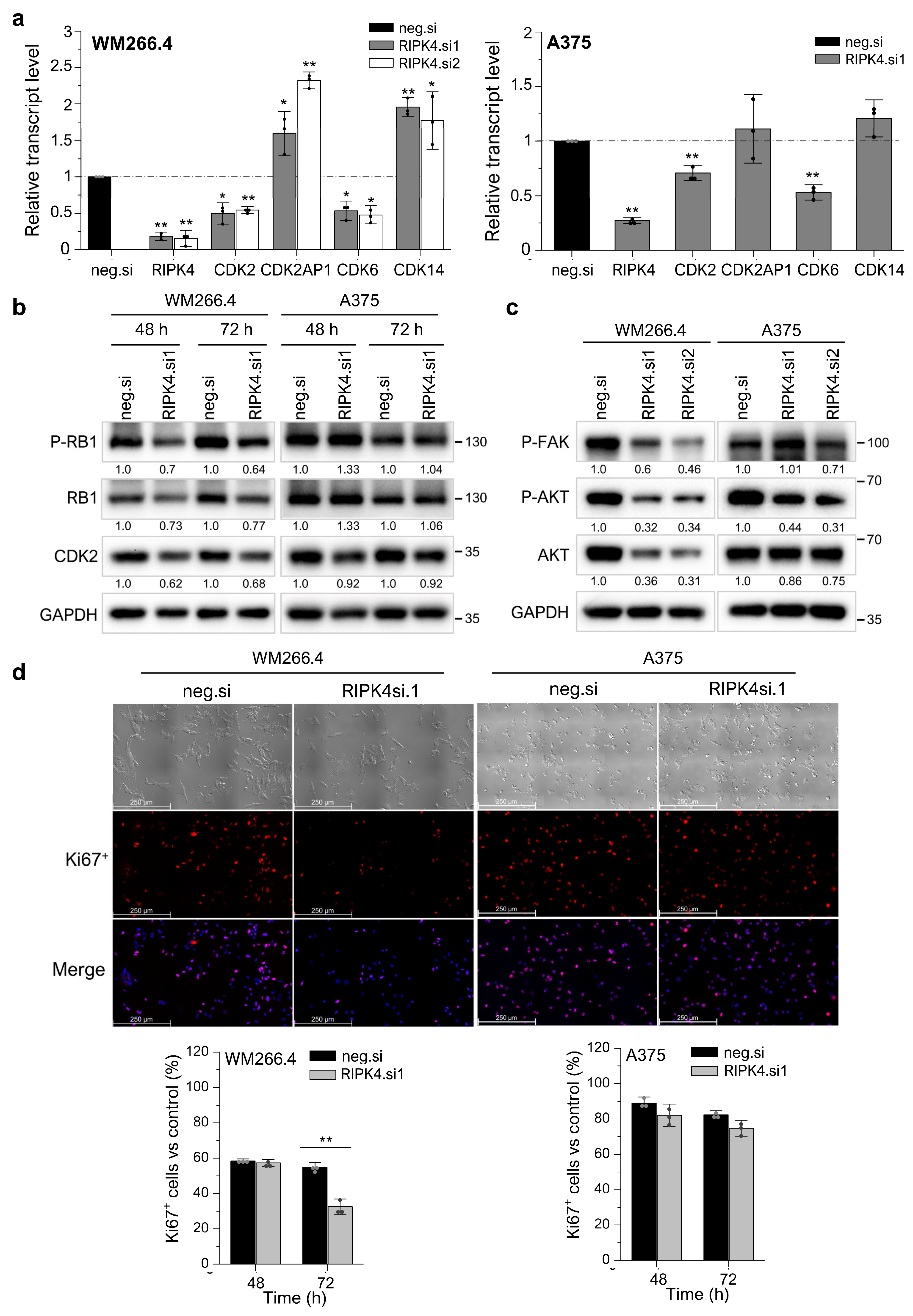 Cancers 15 00918 g007 Cancers 15 00918 g007