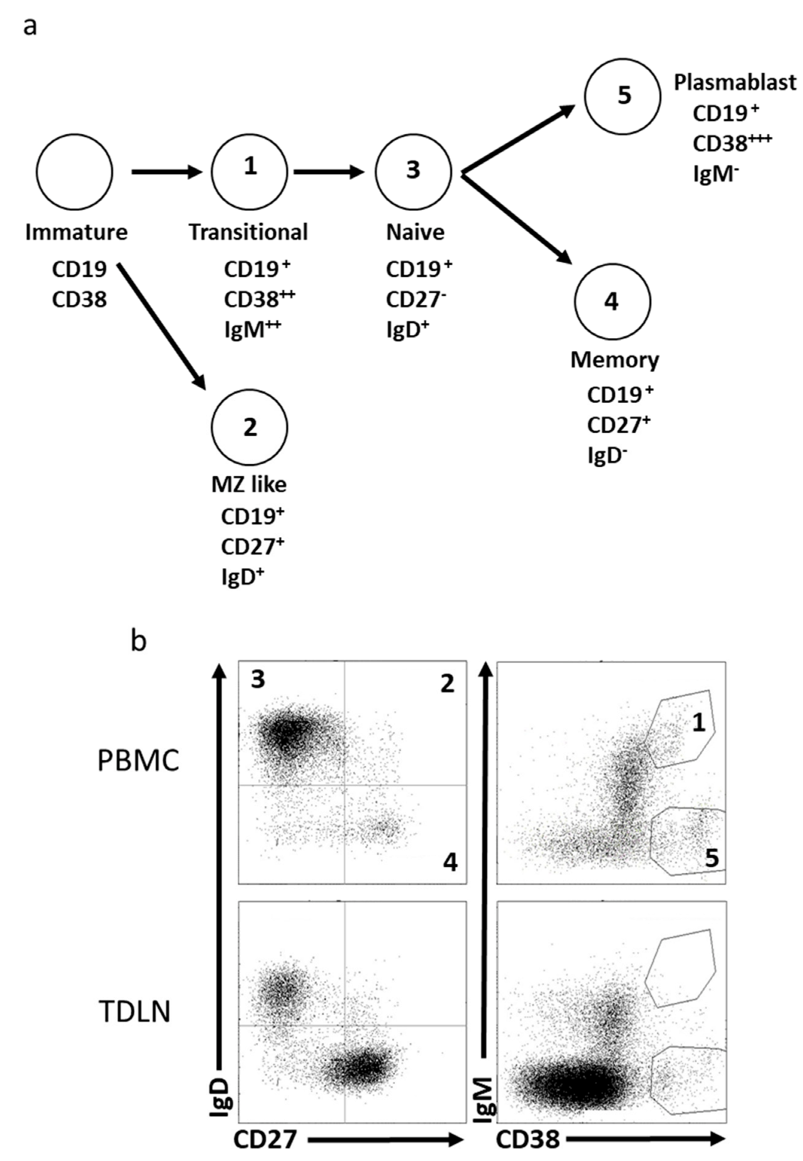 Cancers 15 00920 g001 Cancers 15 00920 g001