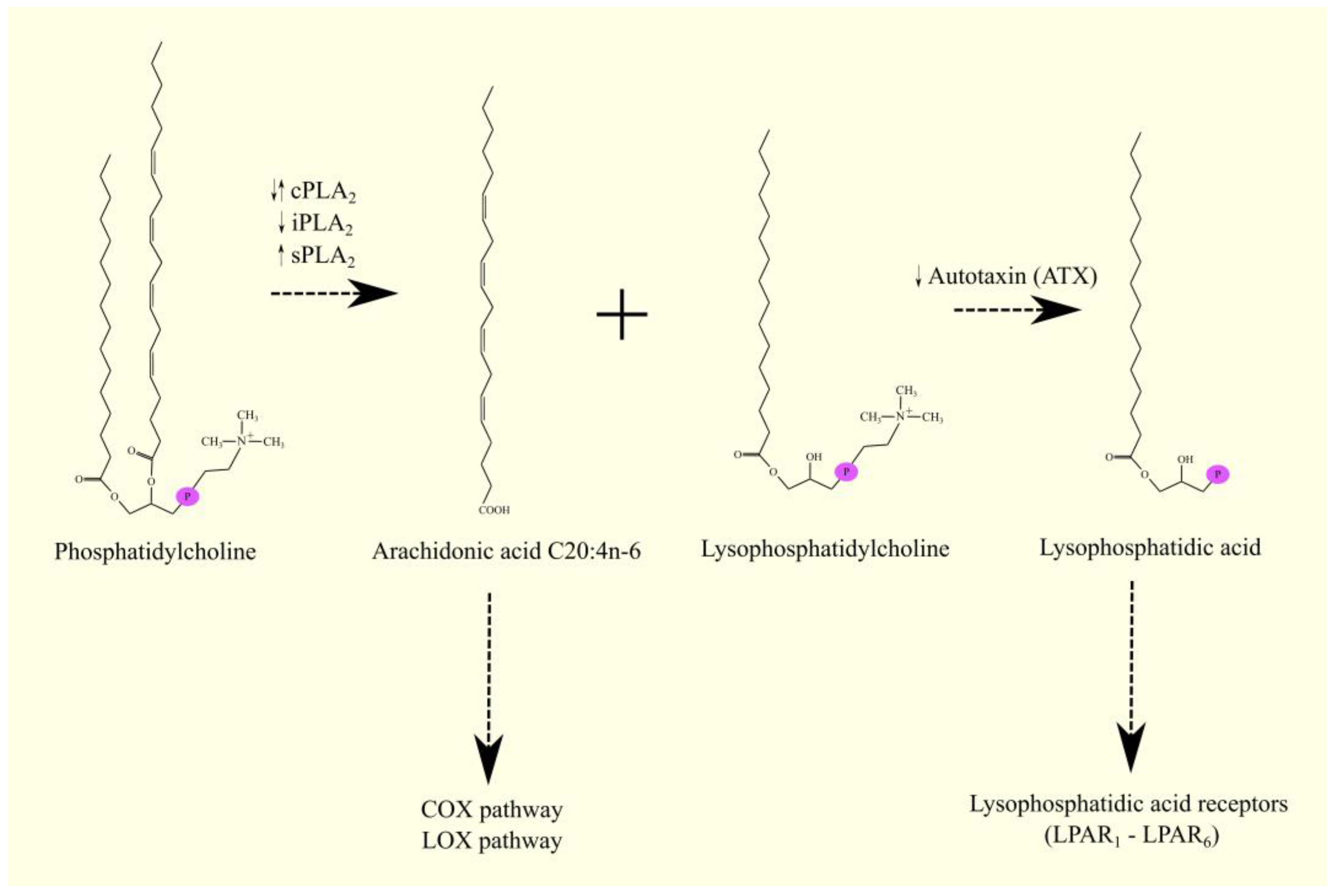 Cancers 15 00946 g002 Cancers 15 00946 g002