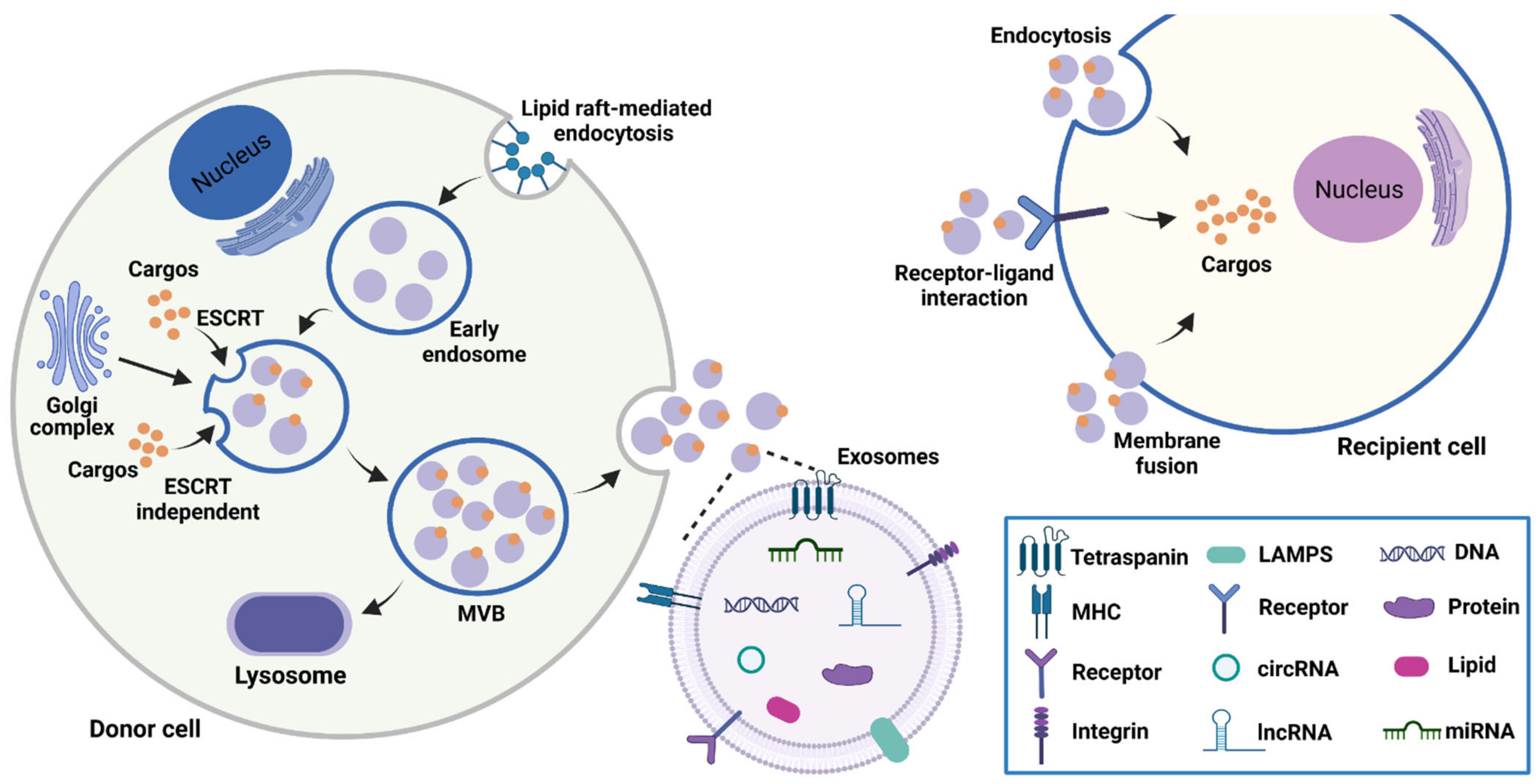 Cancers 15 00959 g001