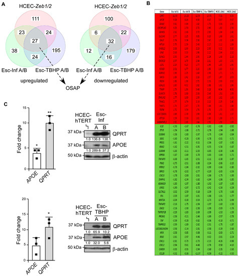 Cancers | Free Full-Text | Intestinal Epithelial Cells Adapt to Chronic ...