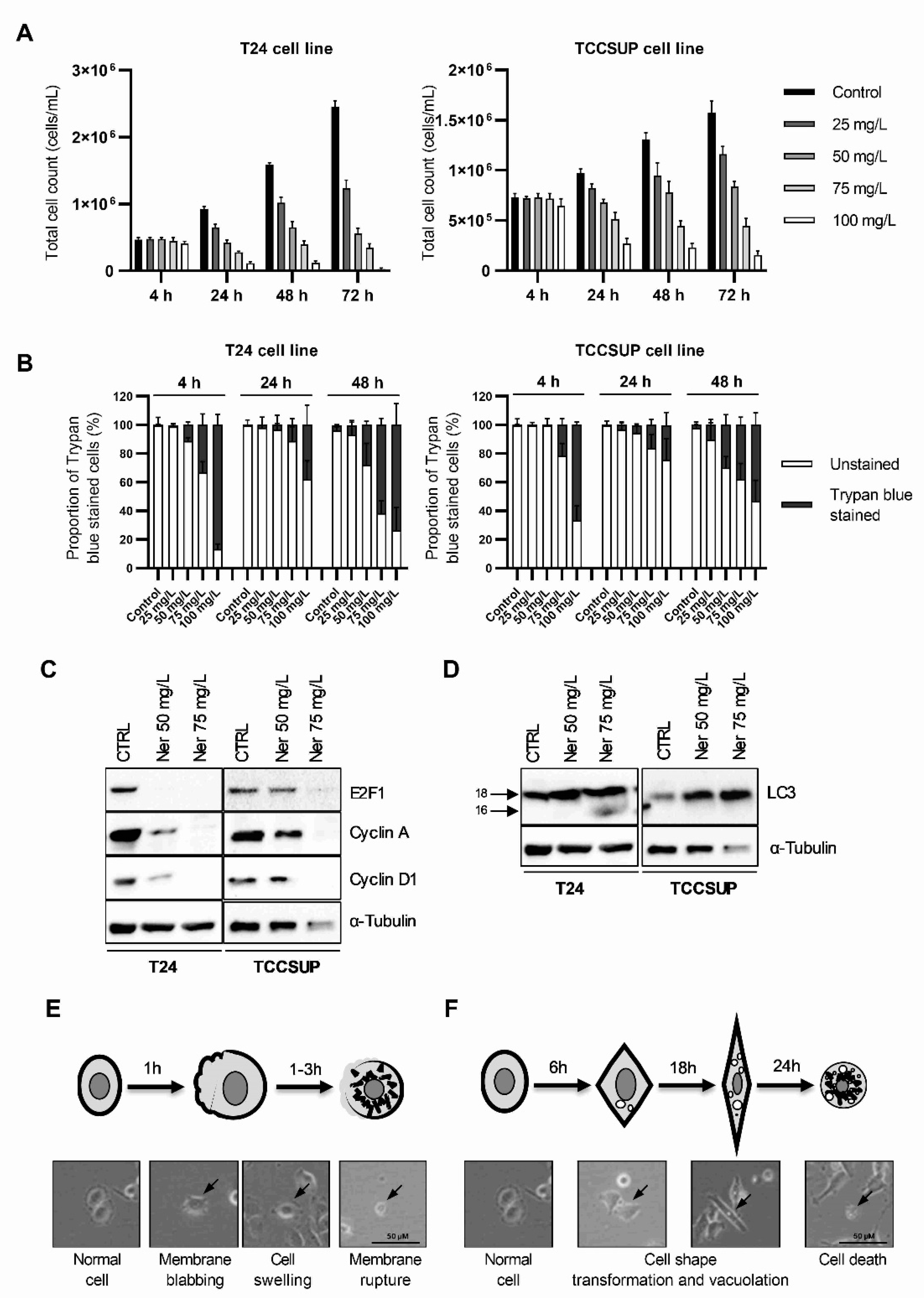Cancers 15 00981 g001