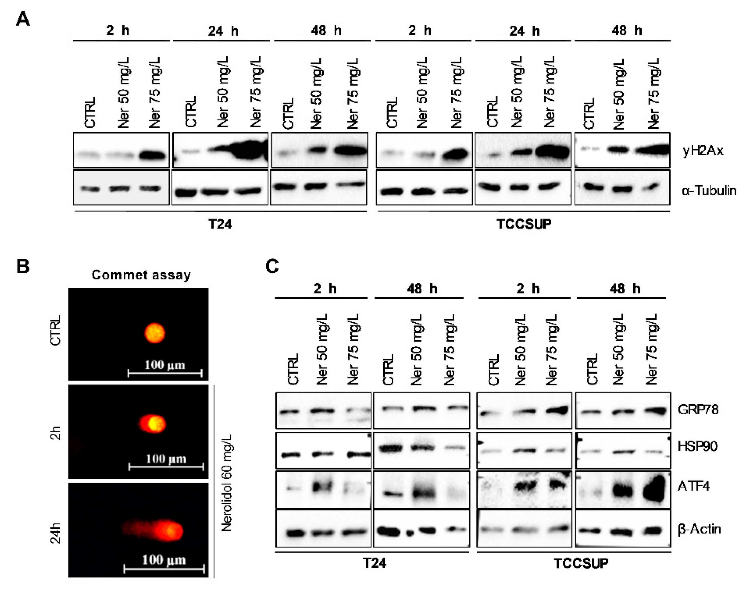 Cancers 15 00981 g002