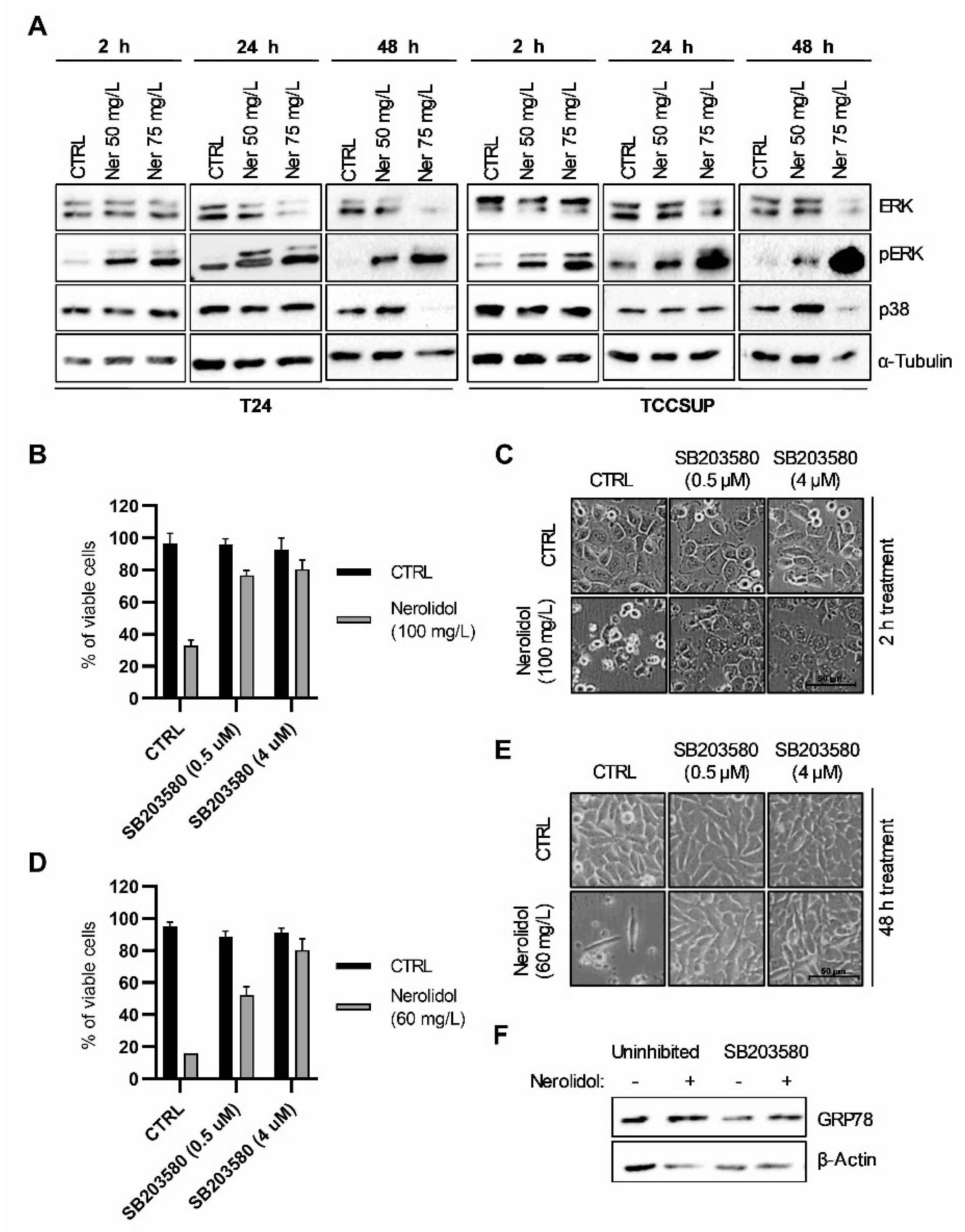Cancers 15 00981 g005