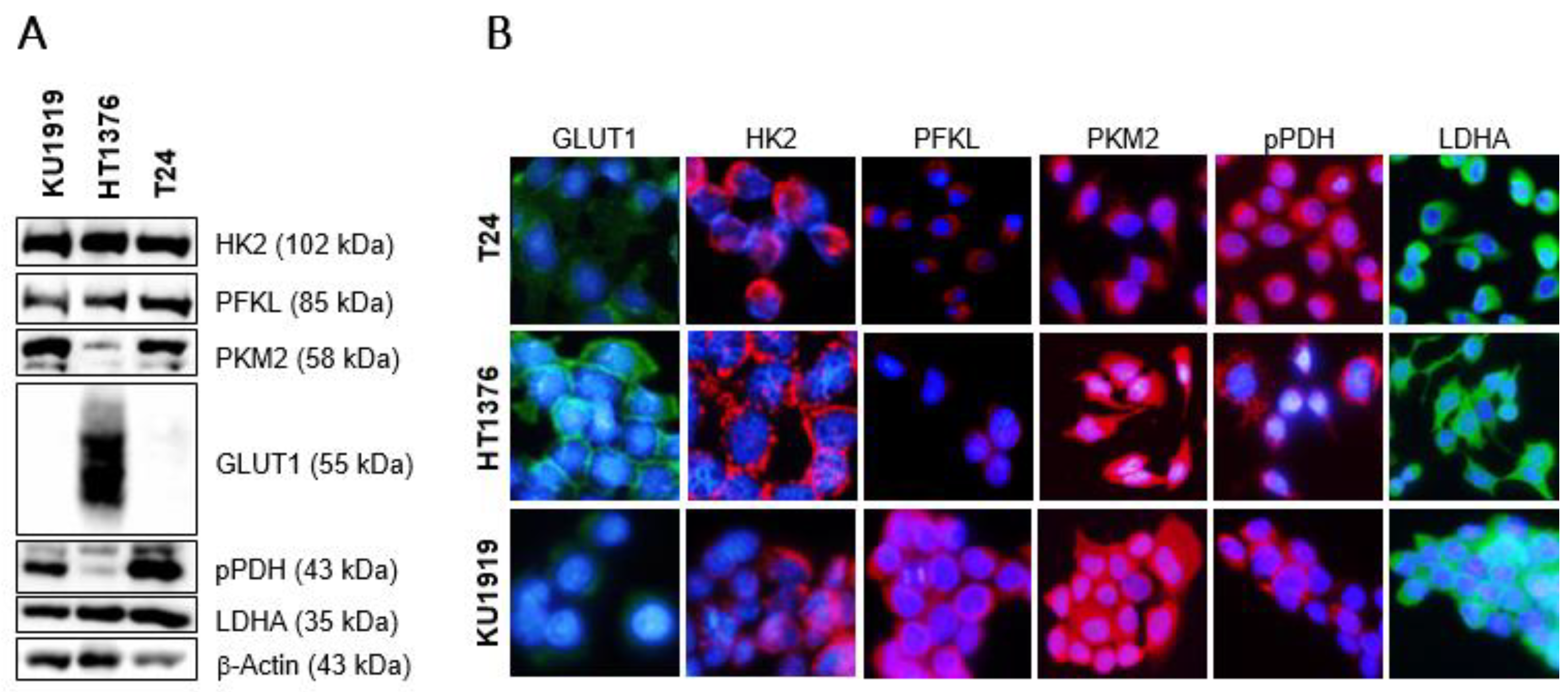 Cancers 15 00982 g004 Cancers 15 00982 g004