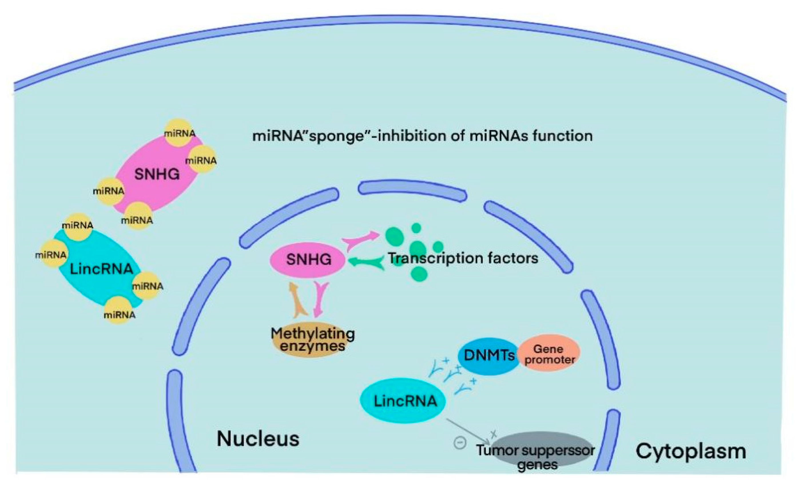 Cancers 15 01007 g003 Cancers 15 01007 g003