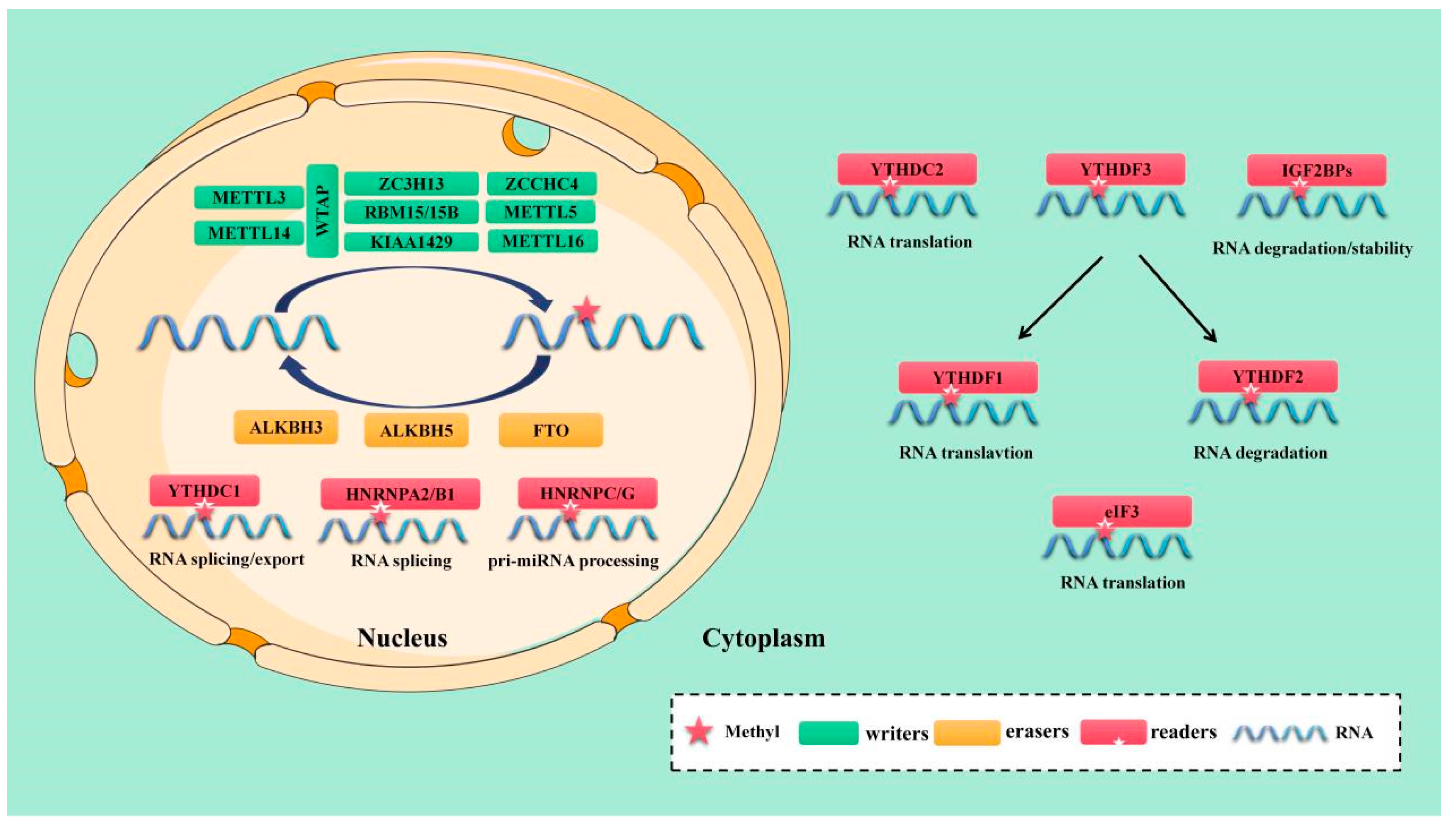 Cancers 15 01033 g001 Cancers 15 01033 g001