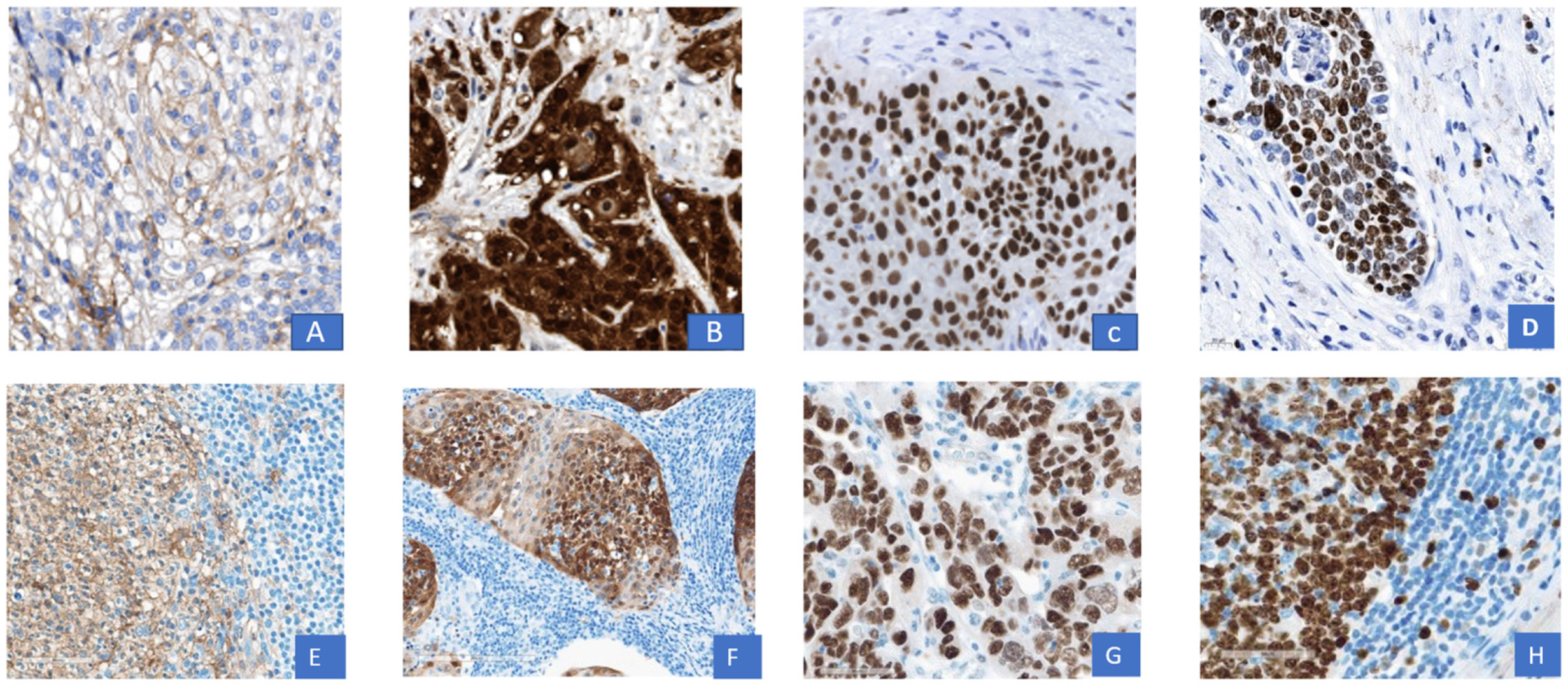 Cancers 15 01046 g001