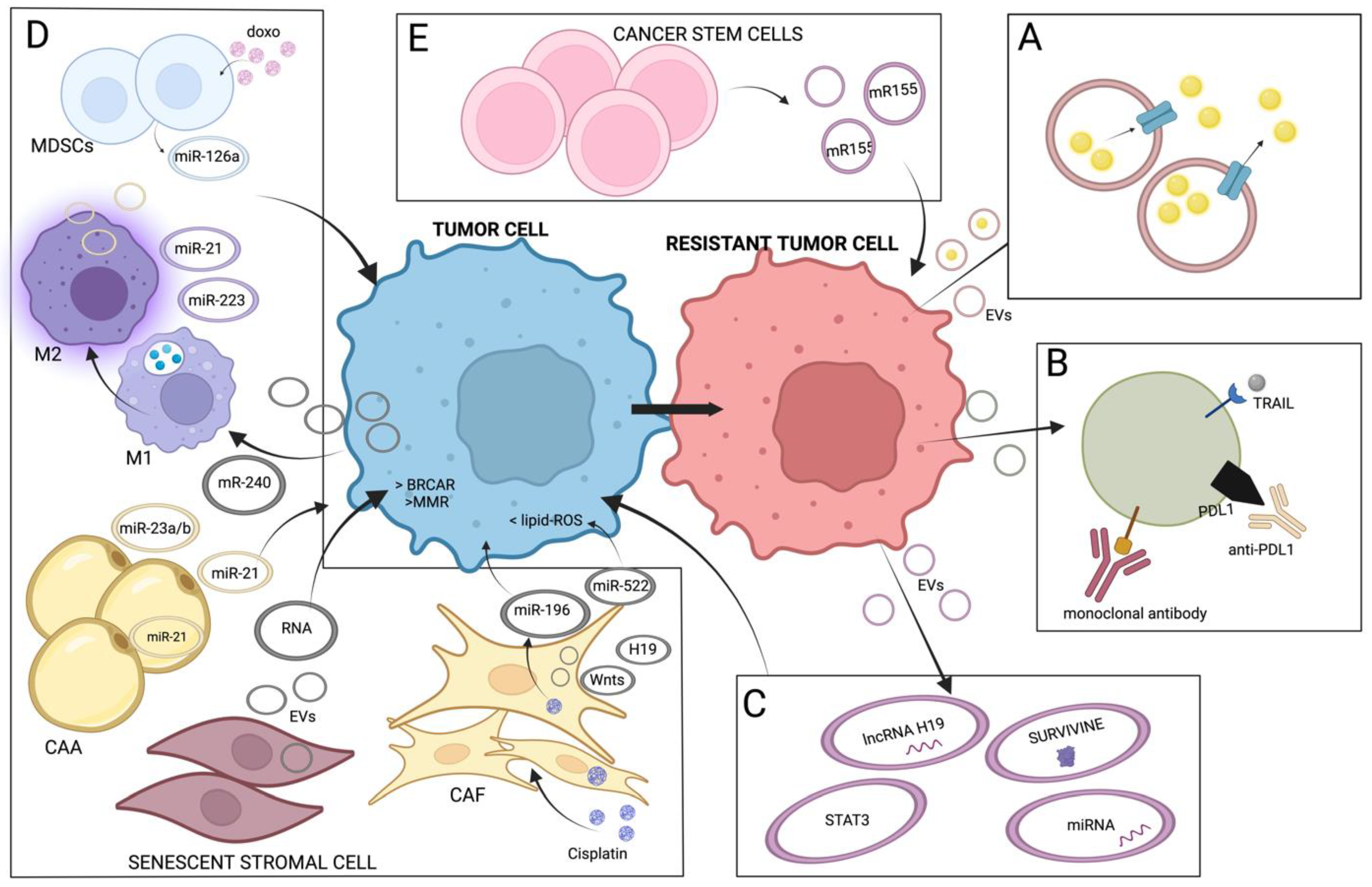 Cancers 15 01074 g002