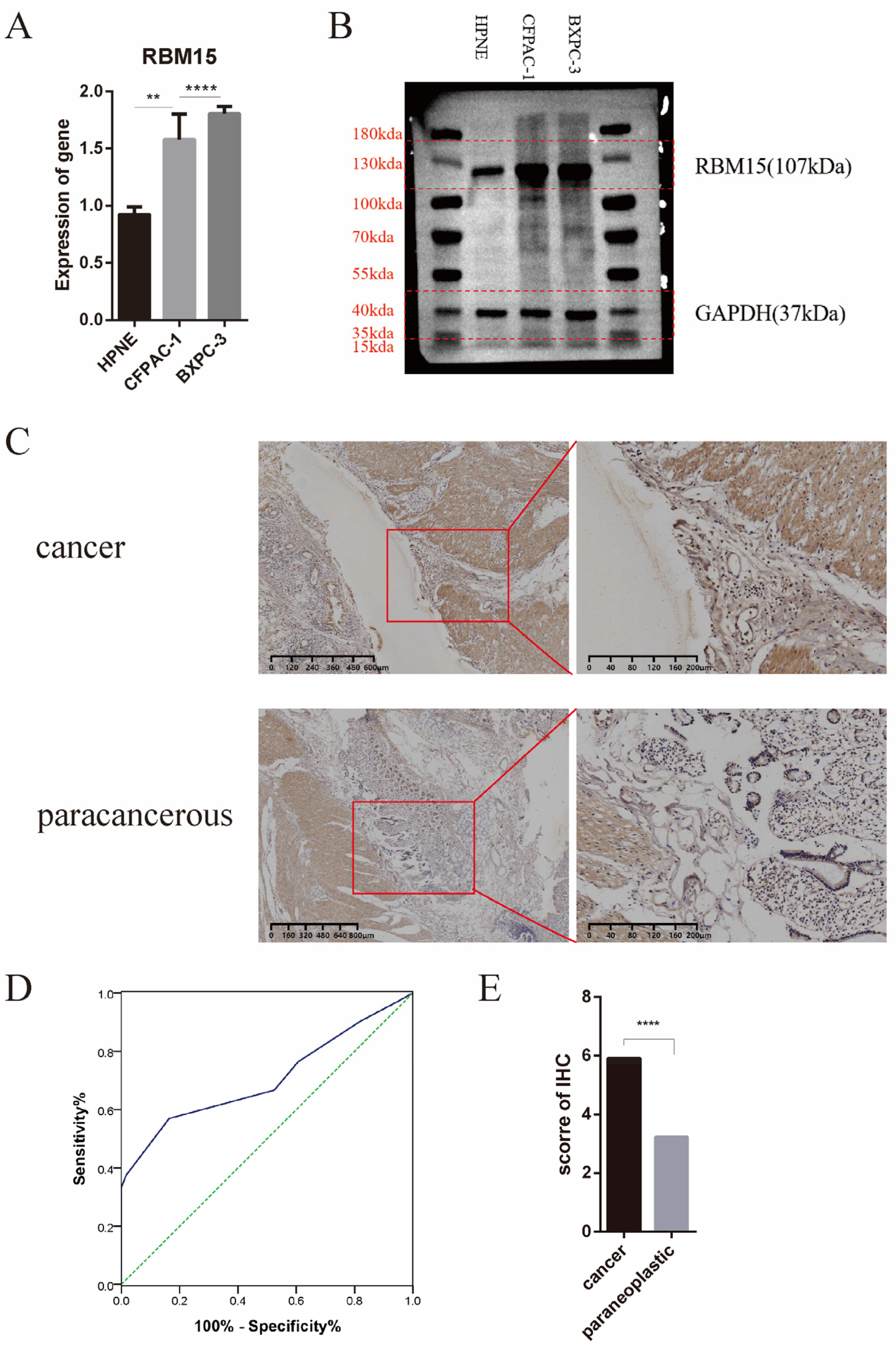 Cancers 15 01084 g006 Cancers 15 01084 g006