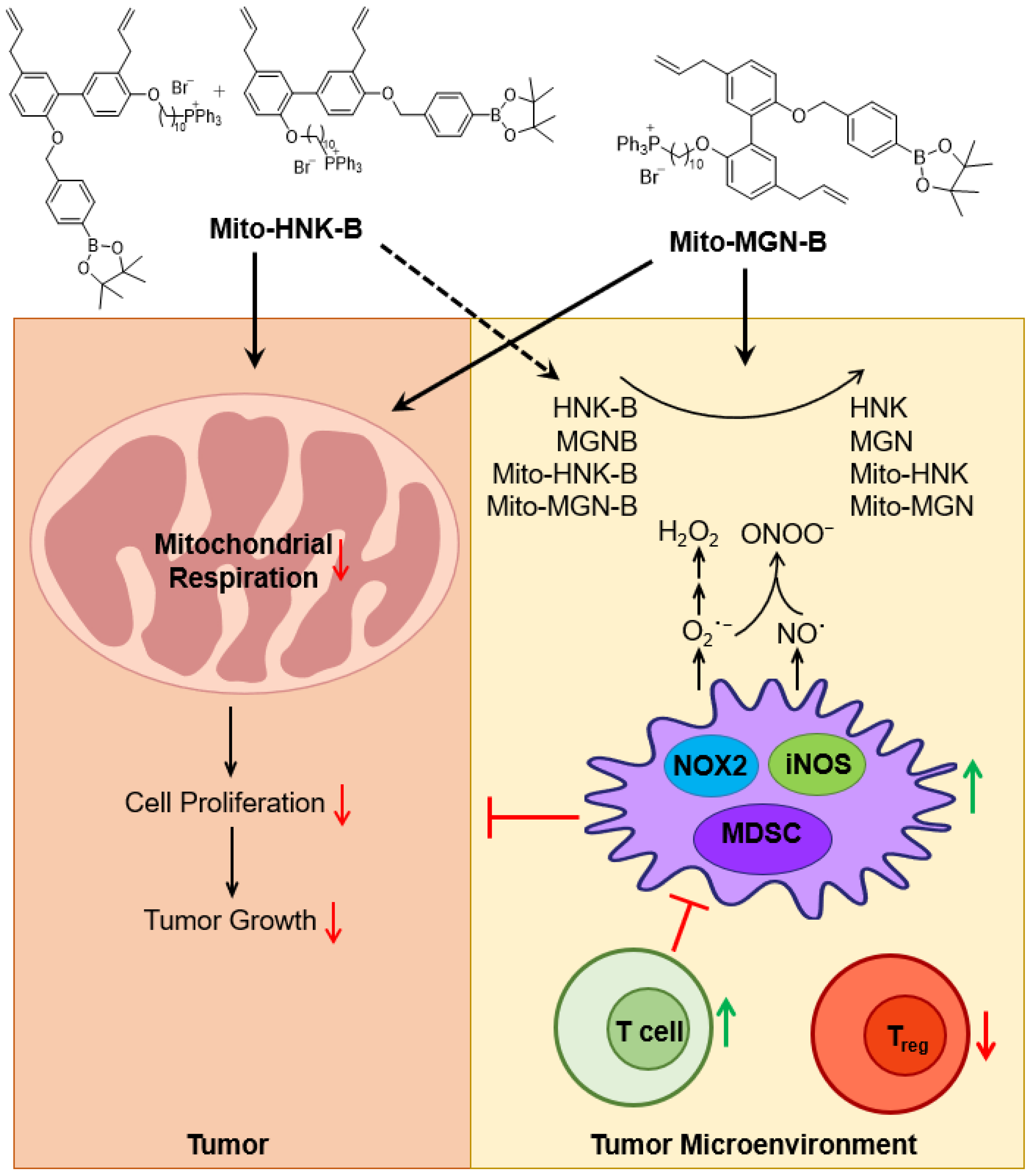 Cancers 15 01089 g009