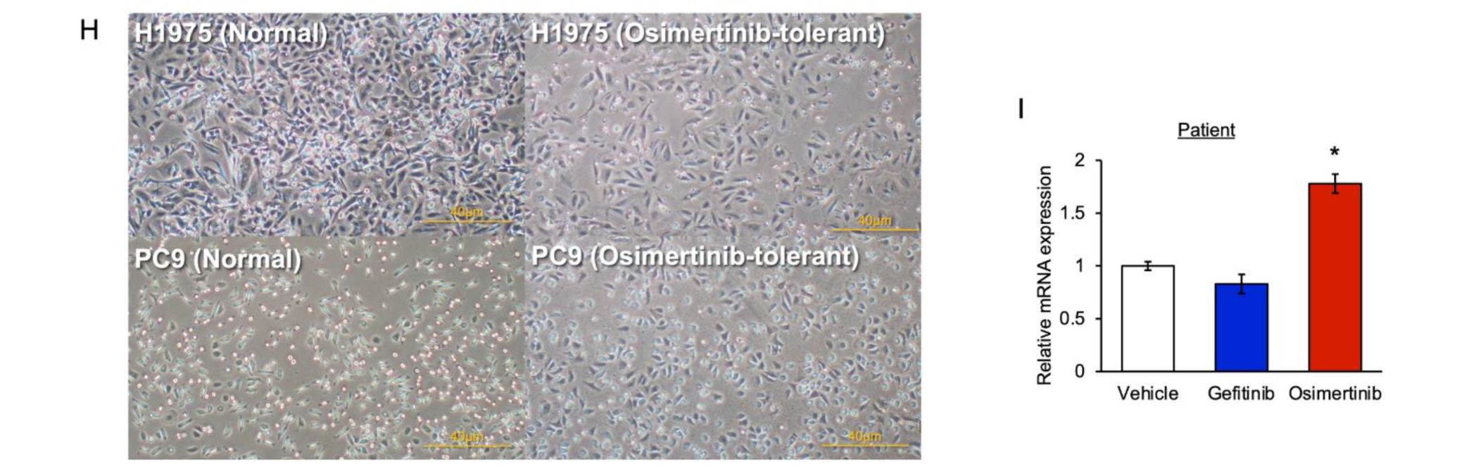 Cancers 15 01092 g001b Cancers 15 01092 g001b