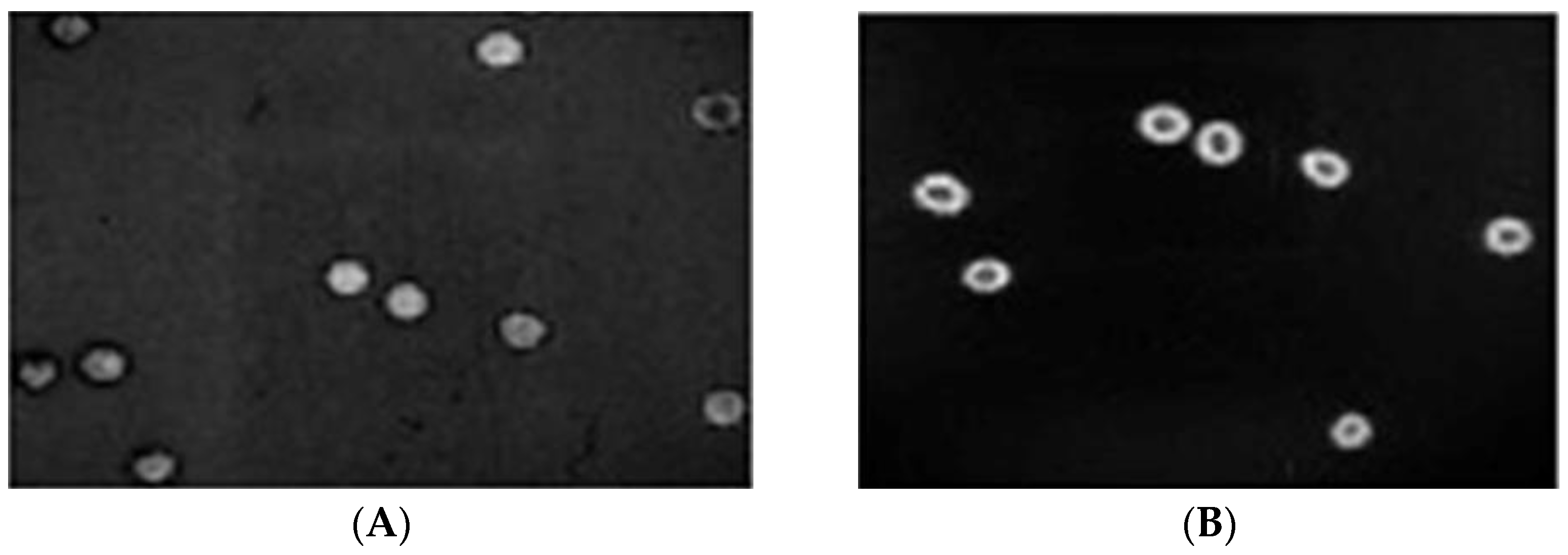 Cancers 15 01110 g001 Cancers 15 01110 g001