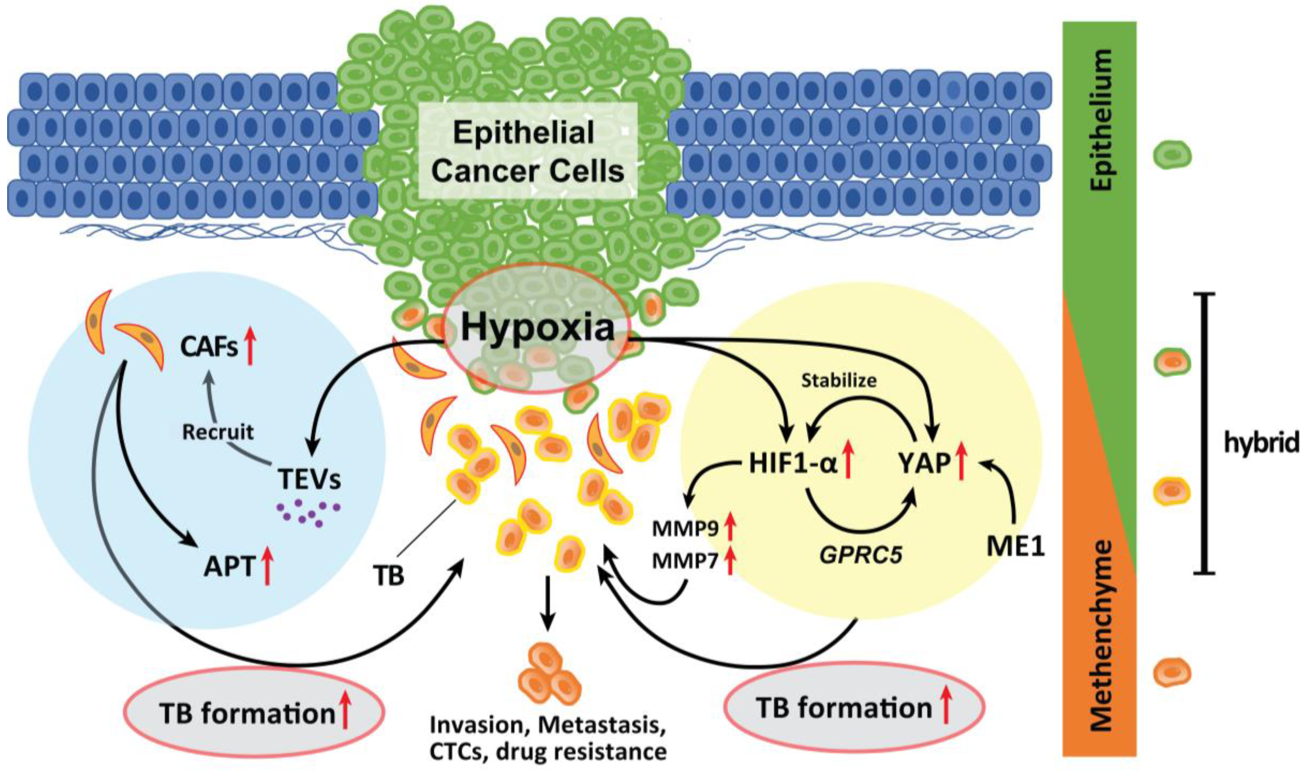 Cancers 15 01111 g002
