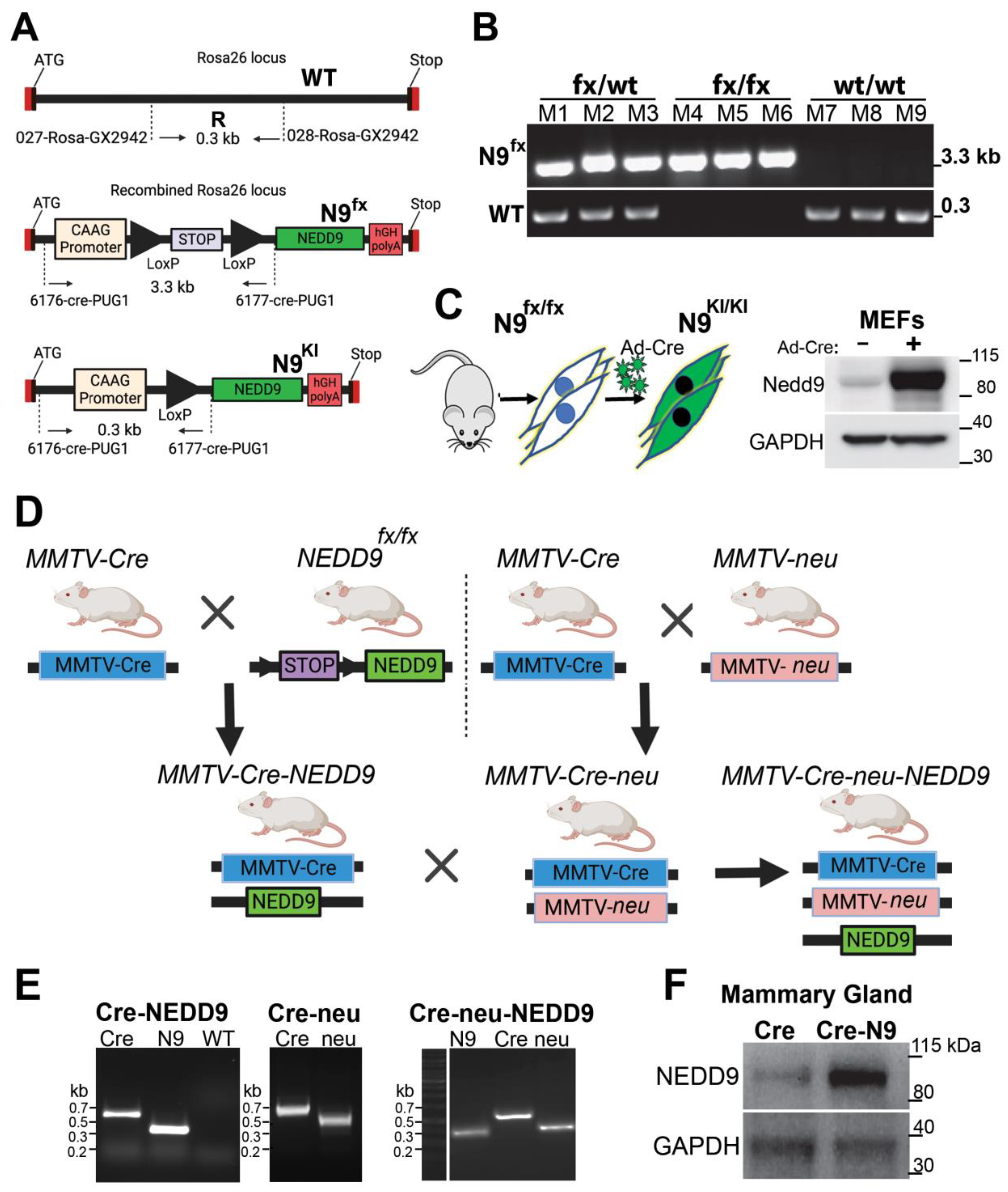 Cancers 15 01119 g002