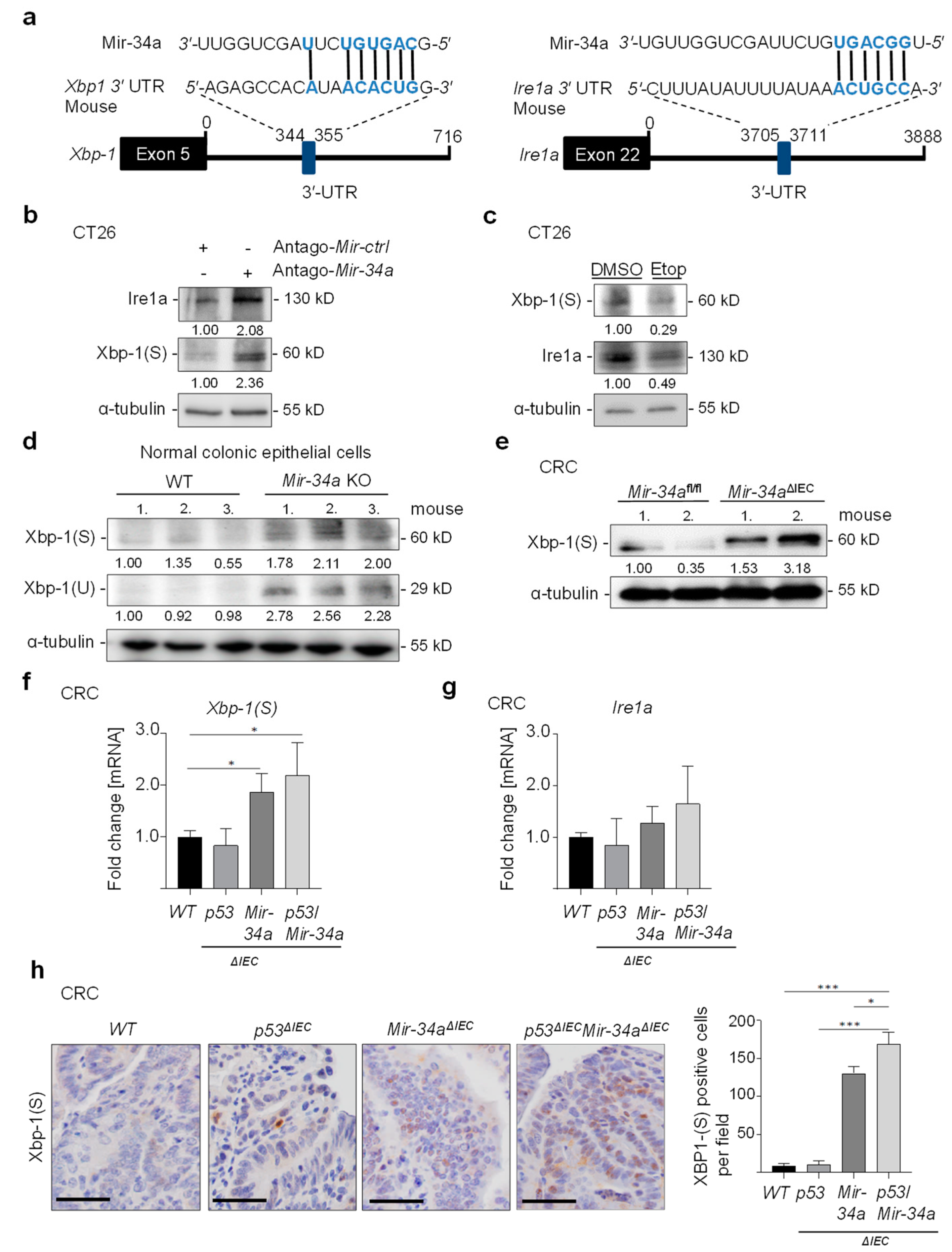 Cancers 15 01143 g004
