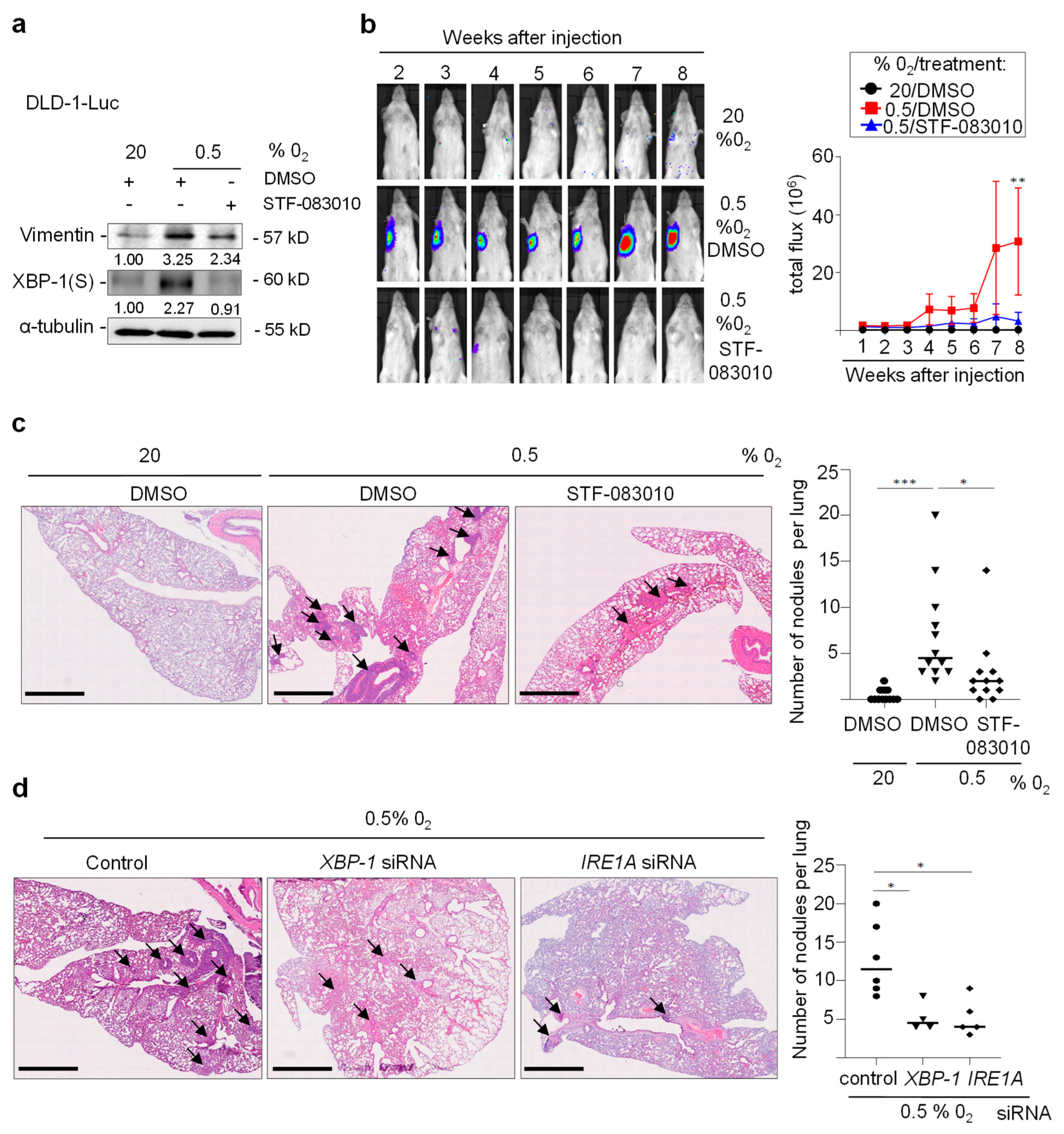 Cancers 15 01143 g007