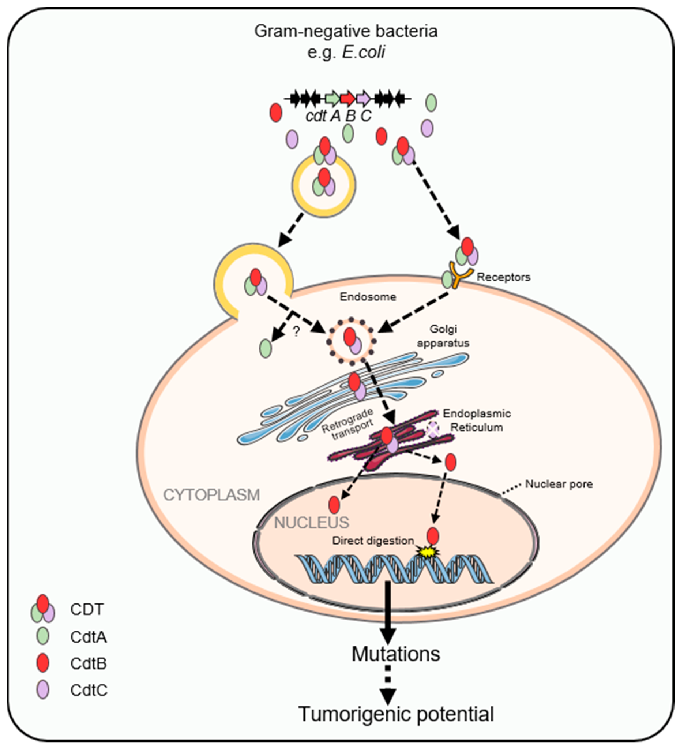 Cancers 15 01152 g002 Cancers 15 01152 g002