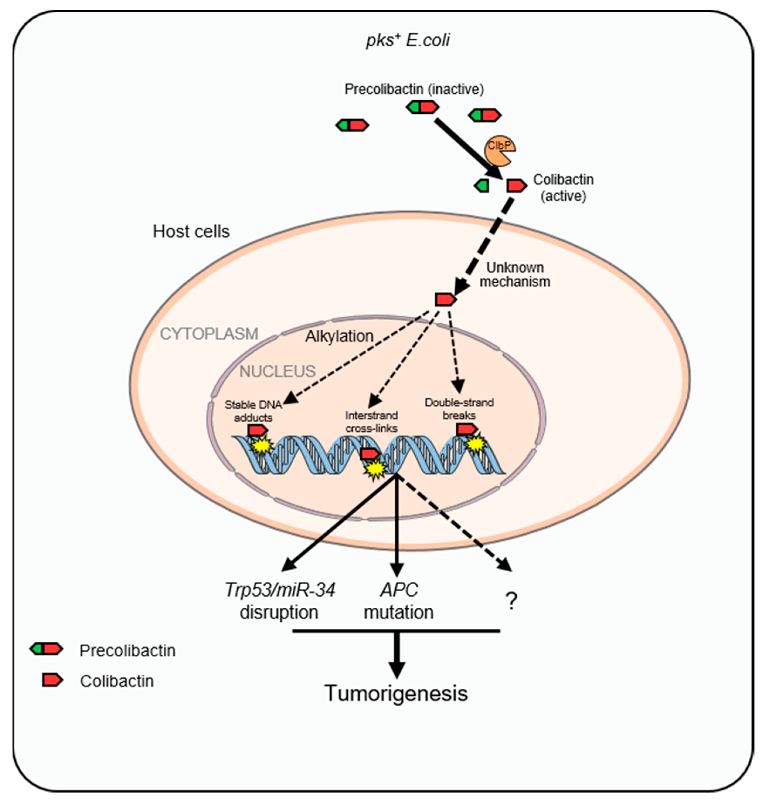 Cancers 15 01152 g003 Cancers 15 01152 g003